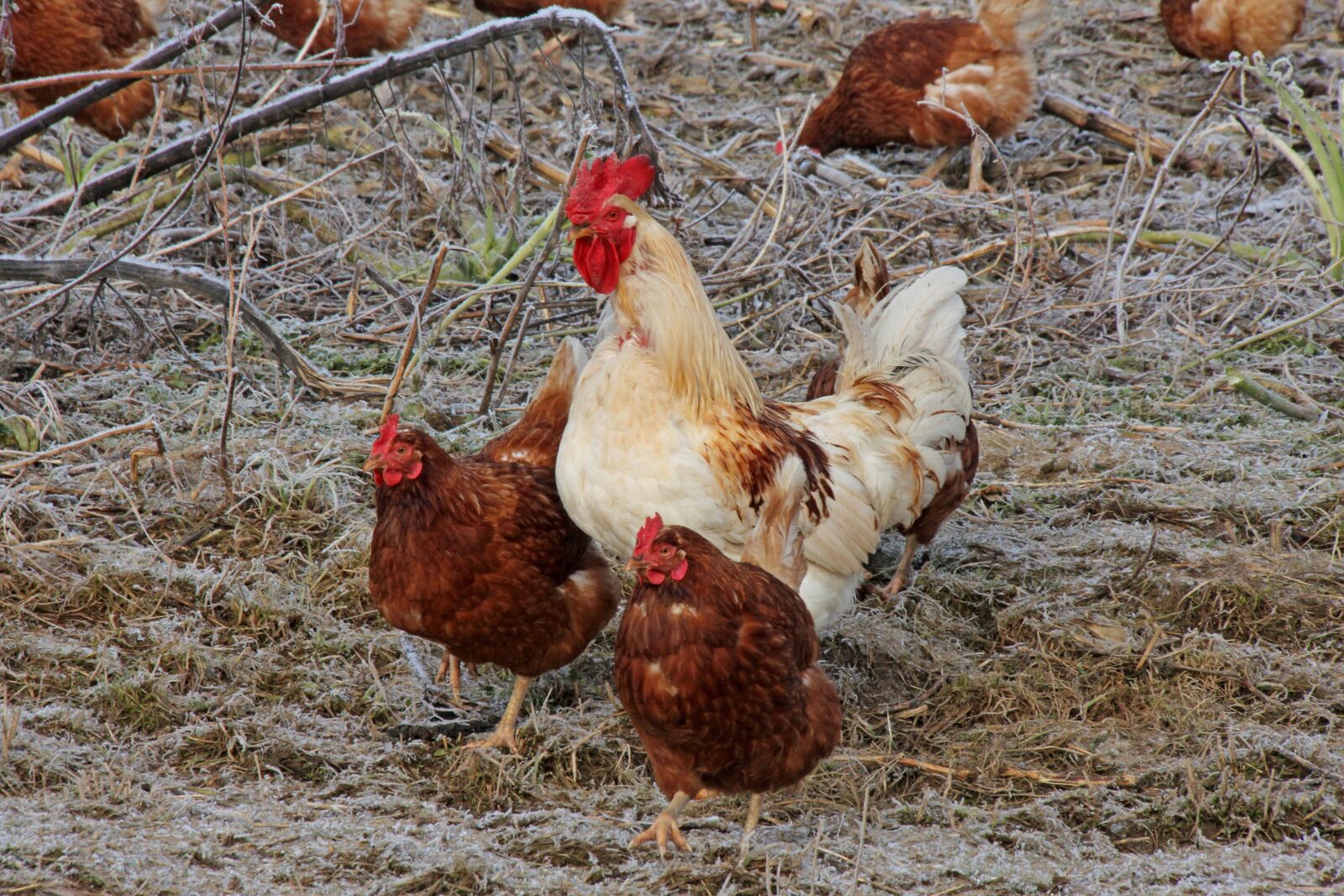 Canon EOS 60D sample photo. Chickens, agriculture, animals photography