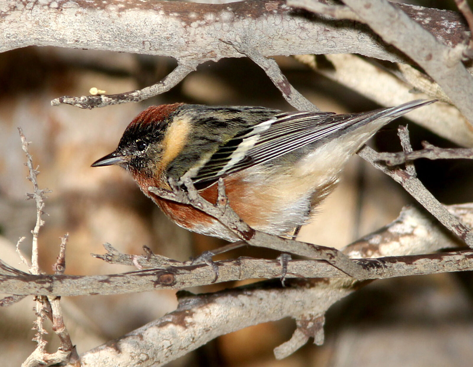 Canon EF 300mm F4L IS USM sample photo