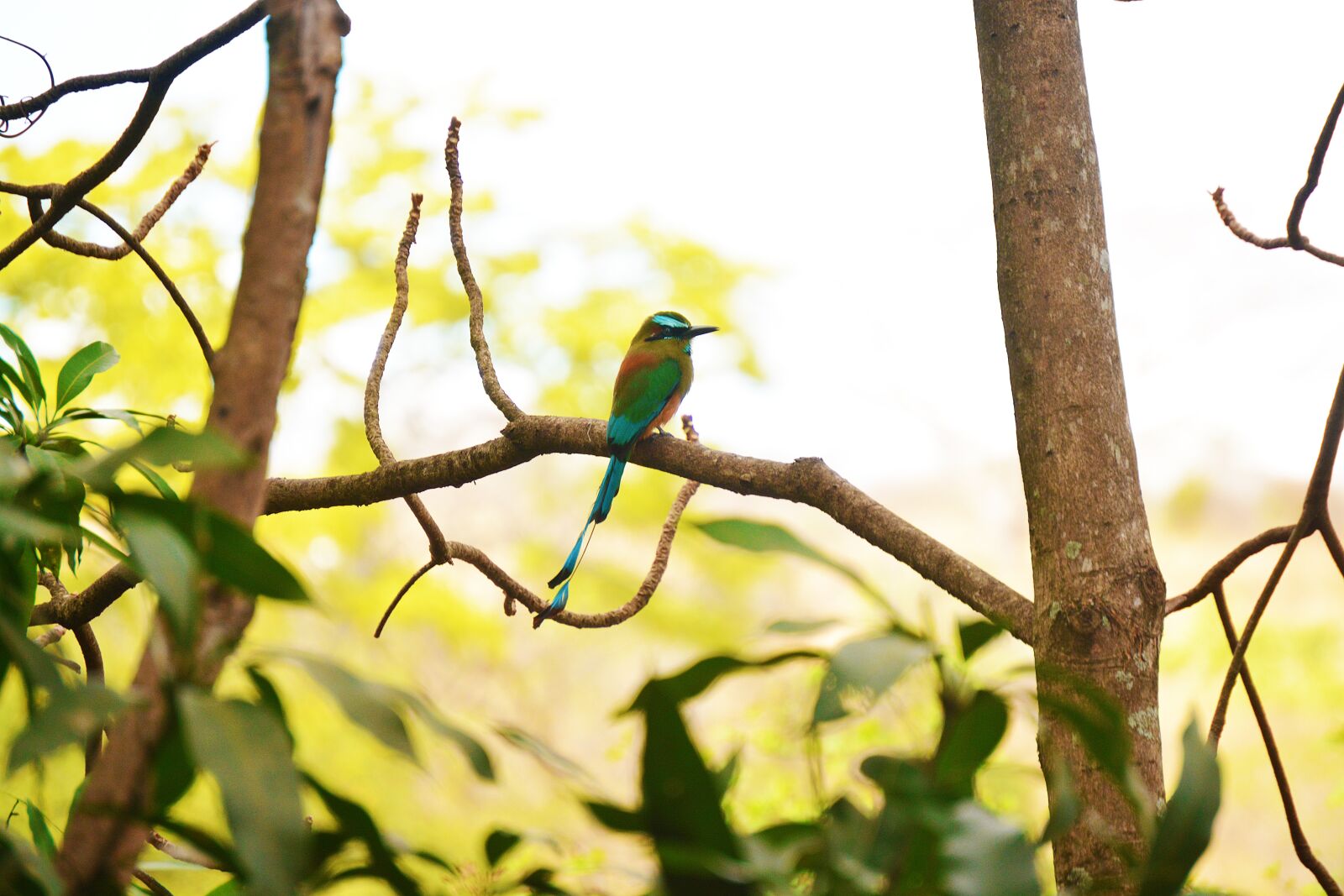 Nikon D5200 sample photo. Bird, guardabarranco, torogoz photography
