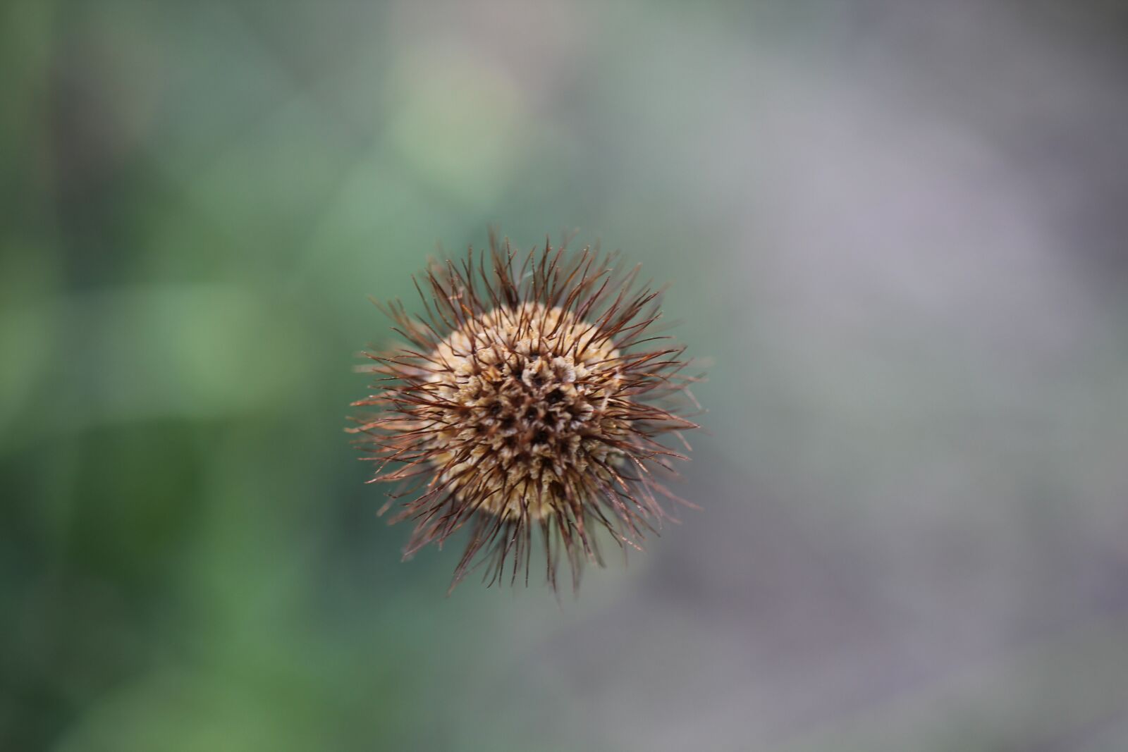 Canon EOS 550D (EOS Rebel T2i / EOS Kiss X4) sample photo. Seeds, summer, flower photography