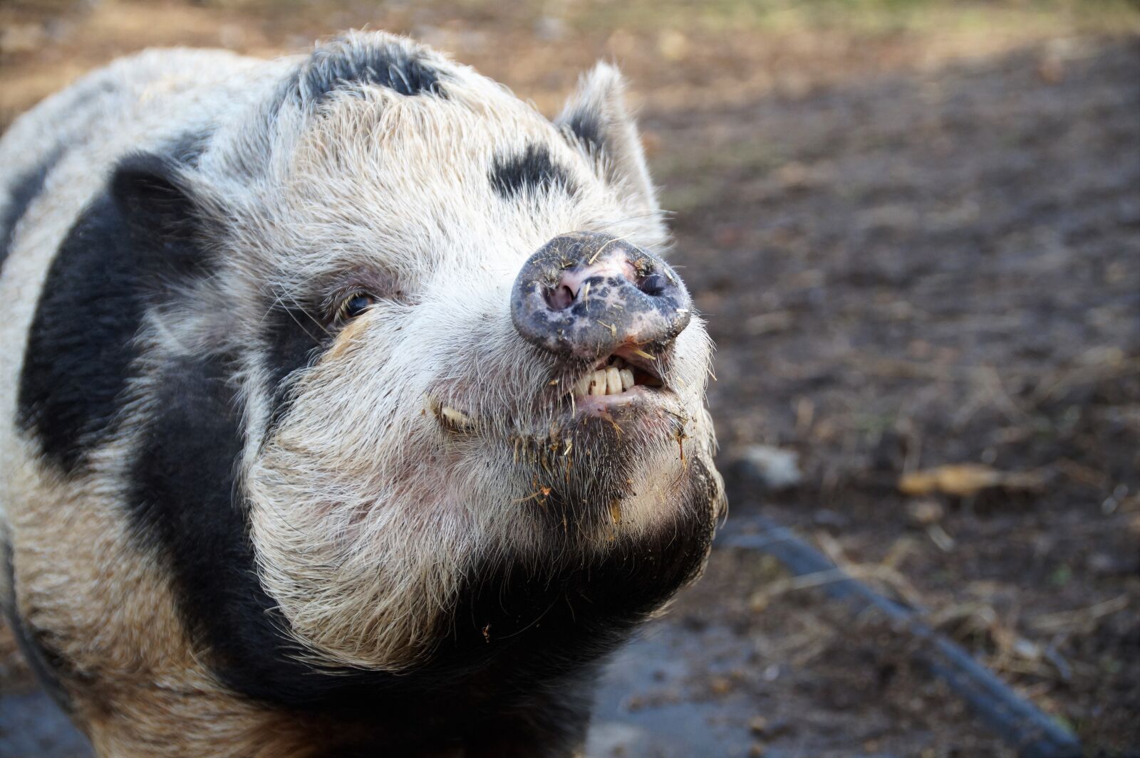 Sony SLT-A58 sample photo. Pig, home, spotted photography