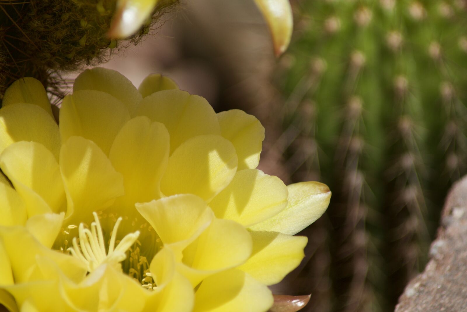 Sony SLT-A65 (SLT-A65V) sample photo. Desert, nature, cactus photography