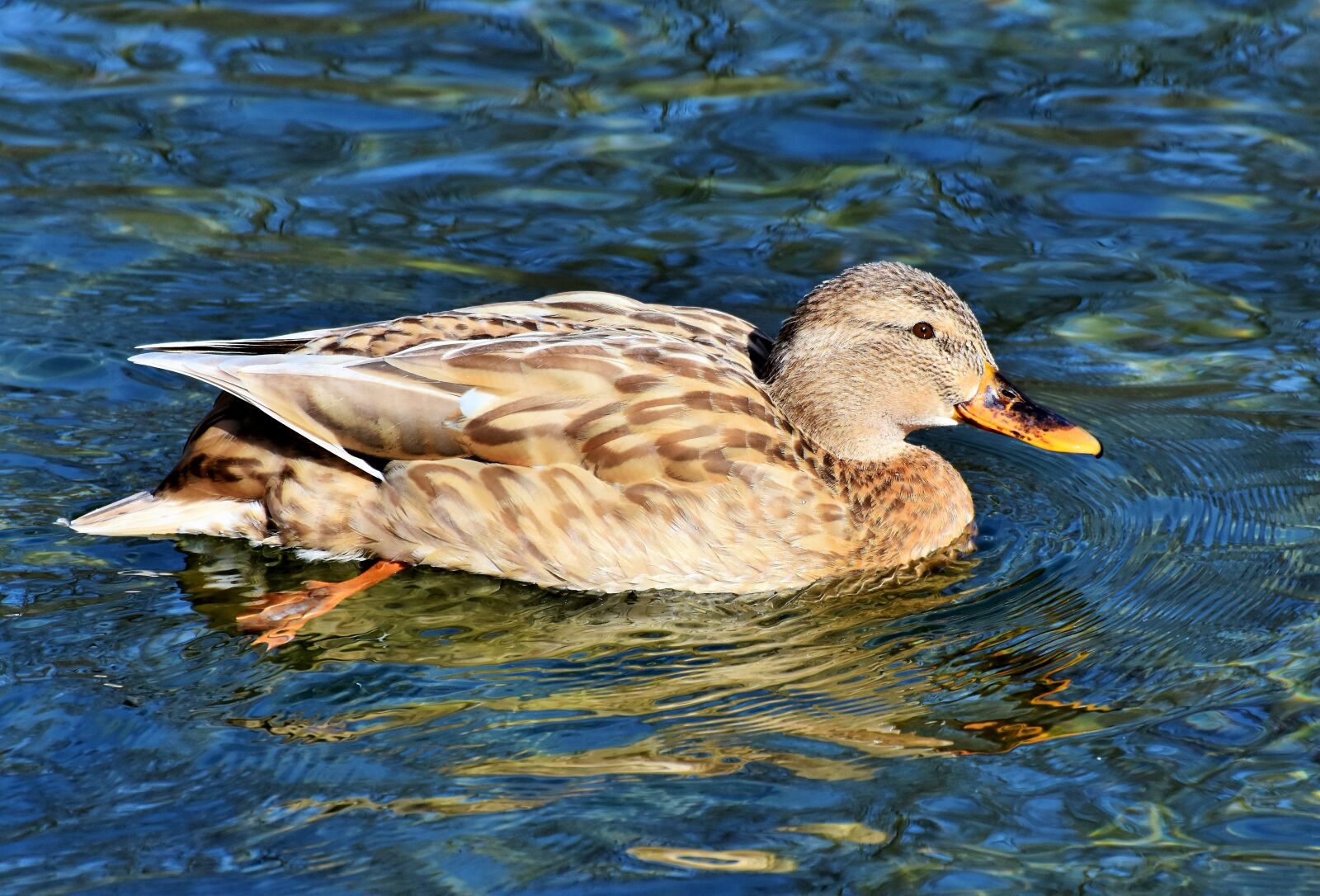 Nikon D7200 sample photo. Duck, drake, water bird photography