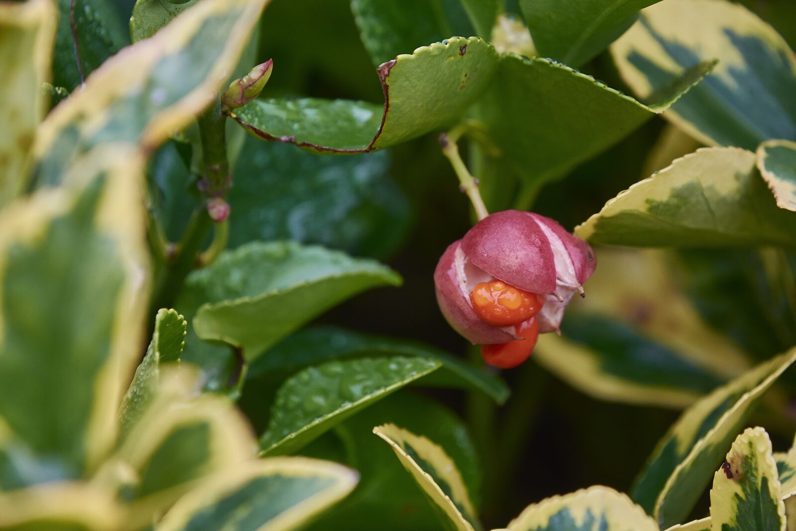 Nikon D7200 sample photo. Flower, leaves, plant photography