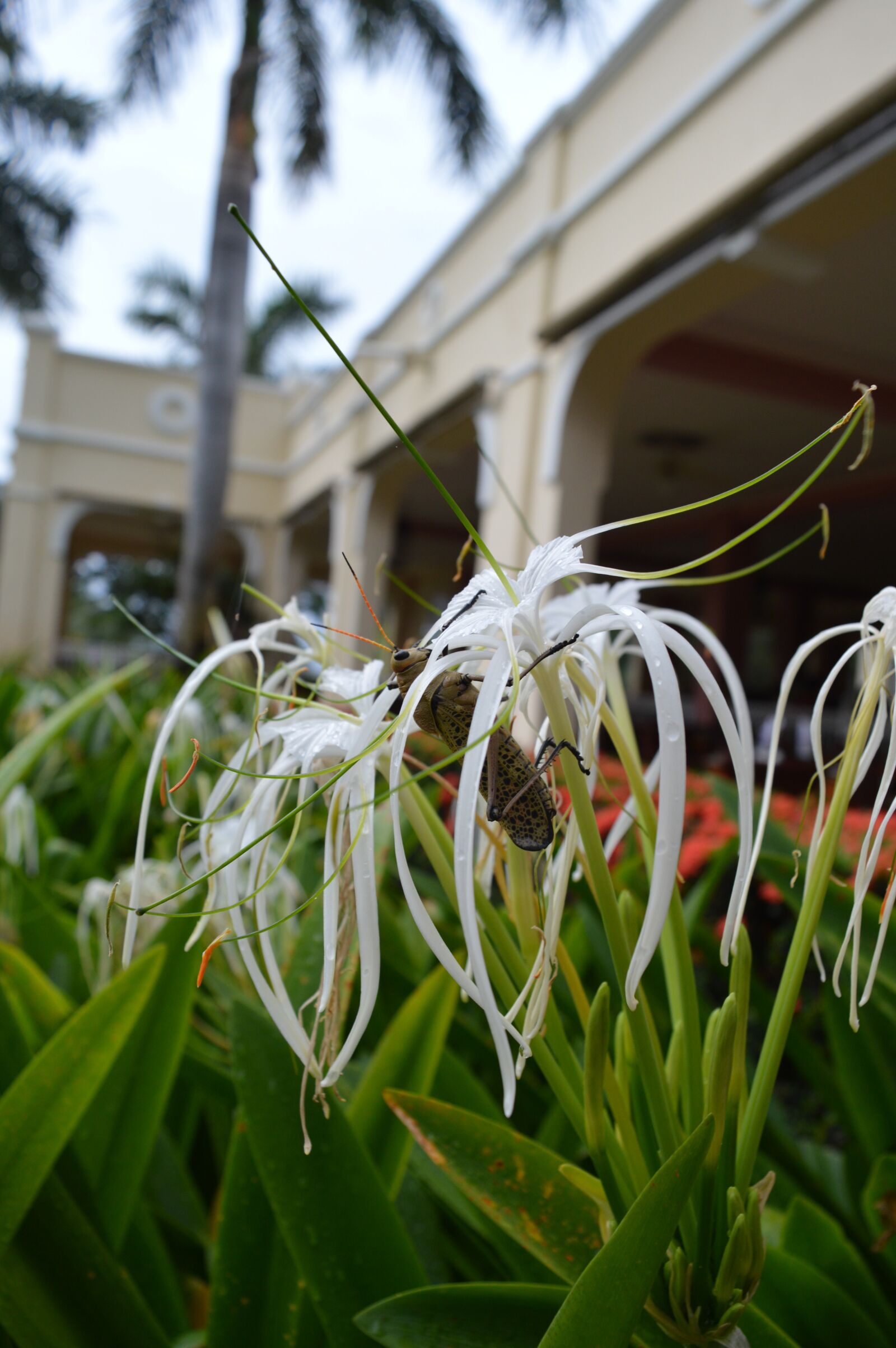 Nikon D3200 sample photo. Cricket, green, flower photography