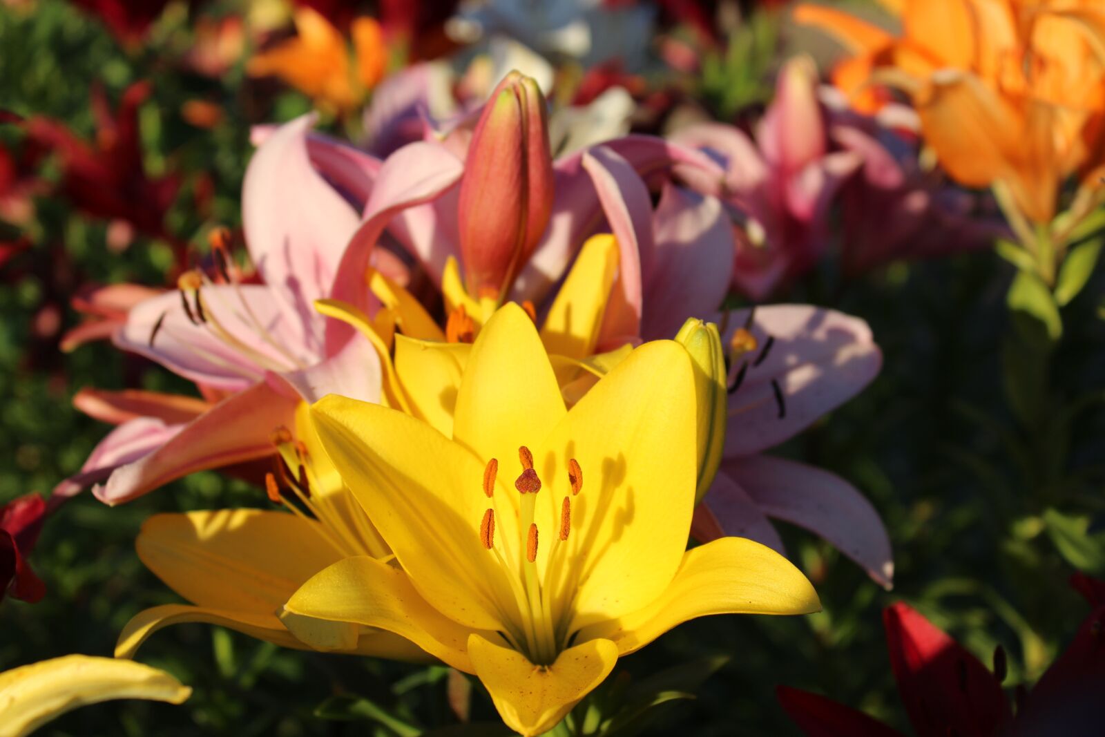 Canon EOS 1300D (EOS Rebel T6 / EOS Kiss X80) sample photo. Lilies, yellow, pink photography