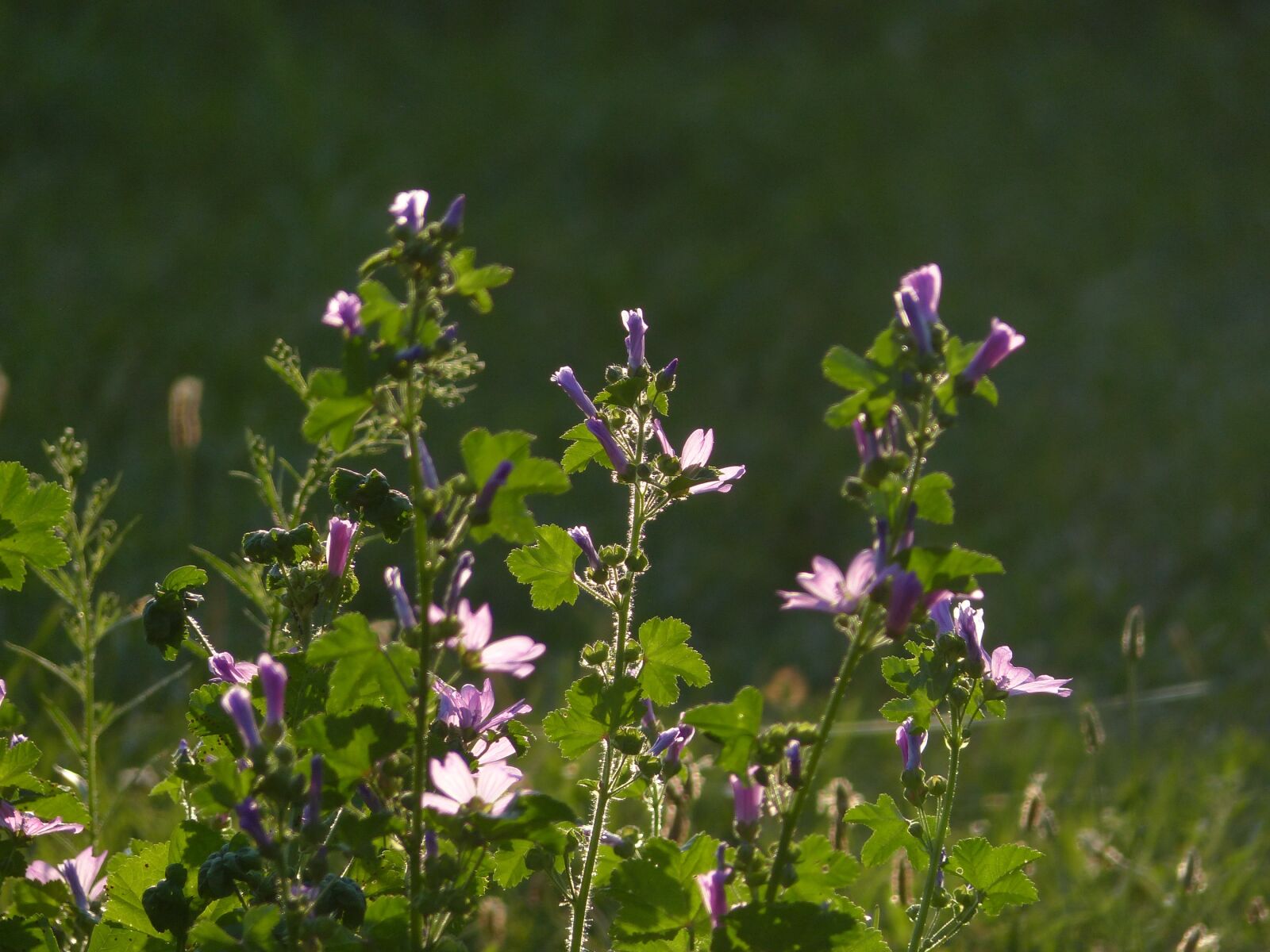 Panasonic Lumix DMC-FZ200 sample photo. Flowers of the field photography