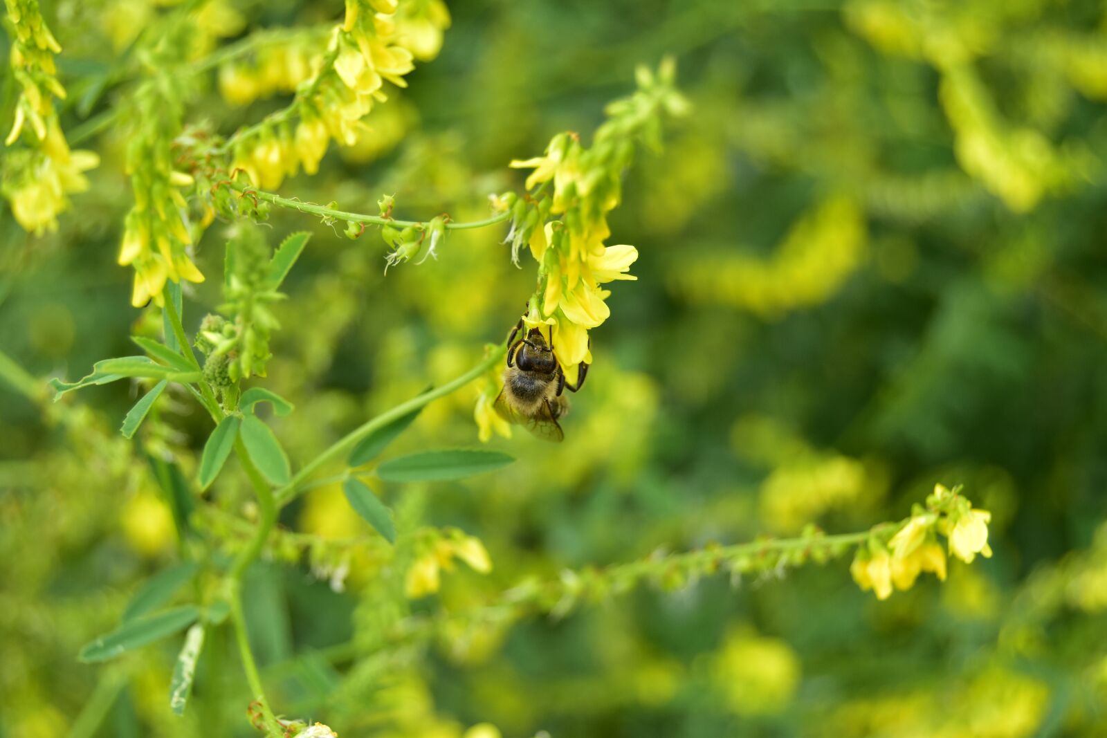 Nikon D5600 sample photo. Bee, oilseed rape, insect photography