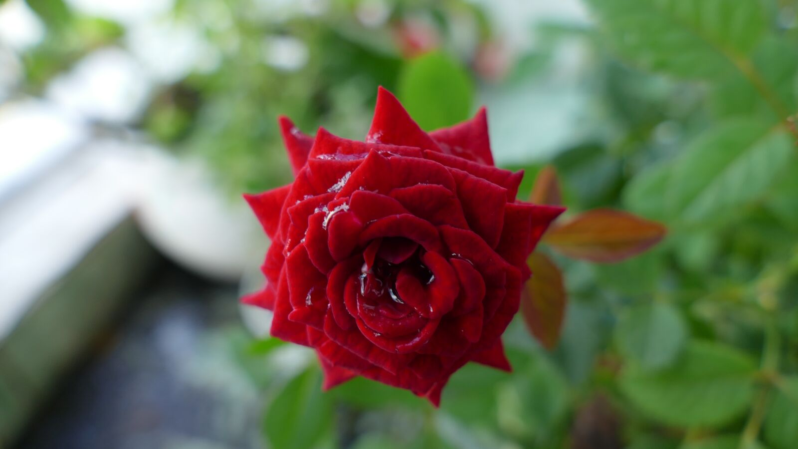 Panasonic Lumix DMC-FZ1000 sample photo. Flower, rose, vietnam photography