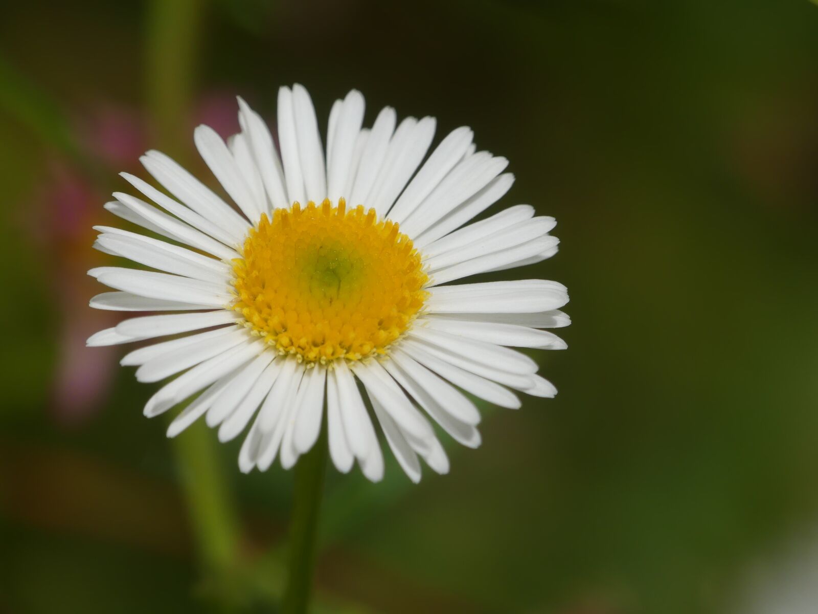 Panasonic Lumix DMC-FZ300 sample photo. Flower, marguerite, summer photography