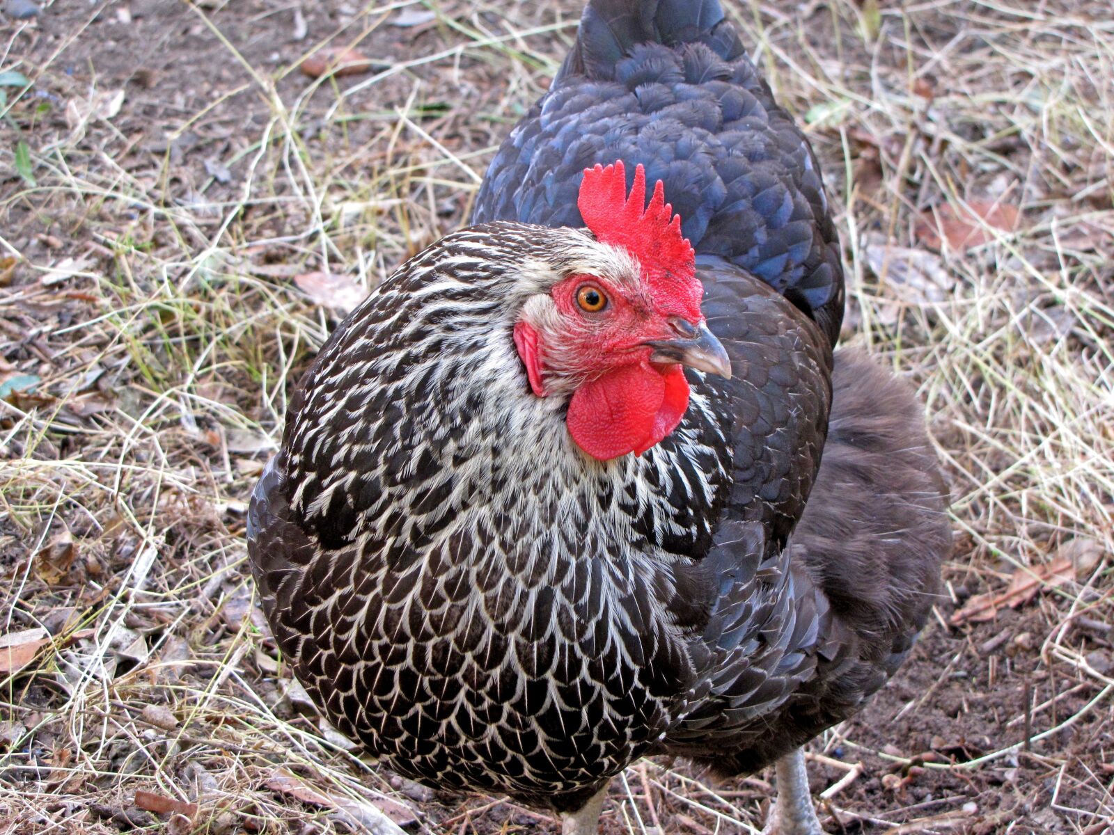 Canon PowerShot SX10 IS sample photo. Chicken, hen, poultry photography