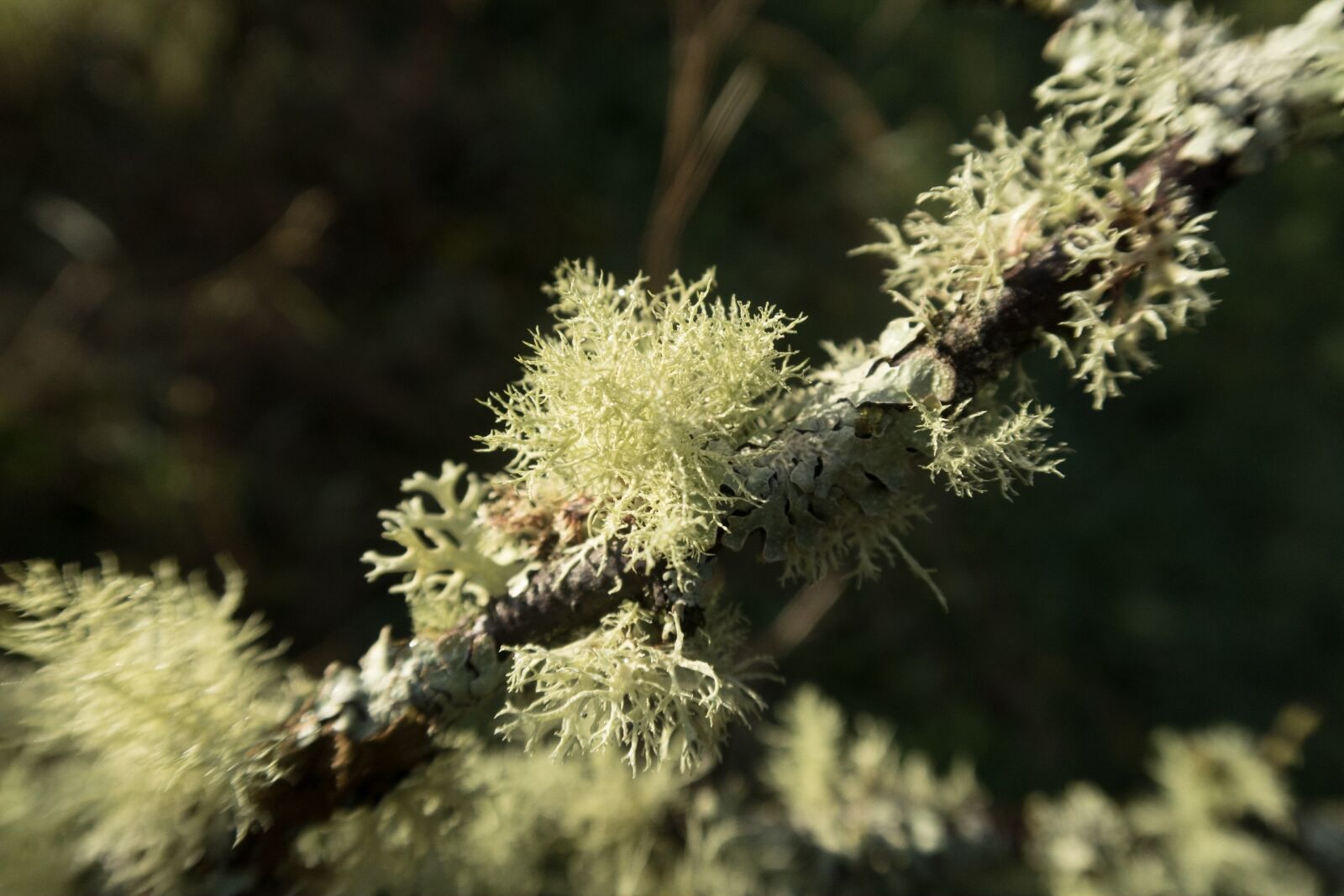 Canon PowerShot G7 X sample photo. Lichen, nature, wood photography