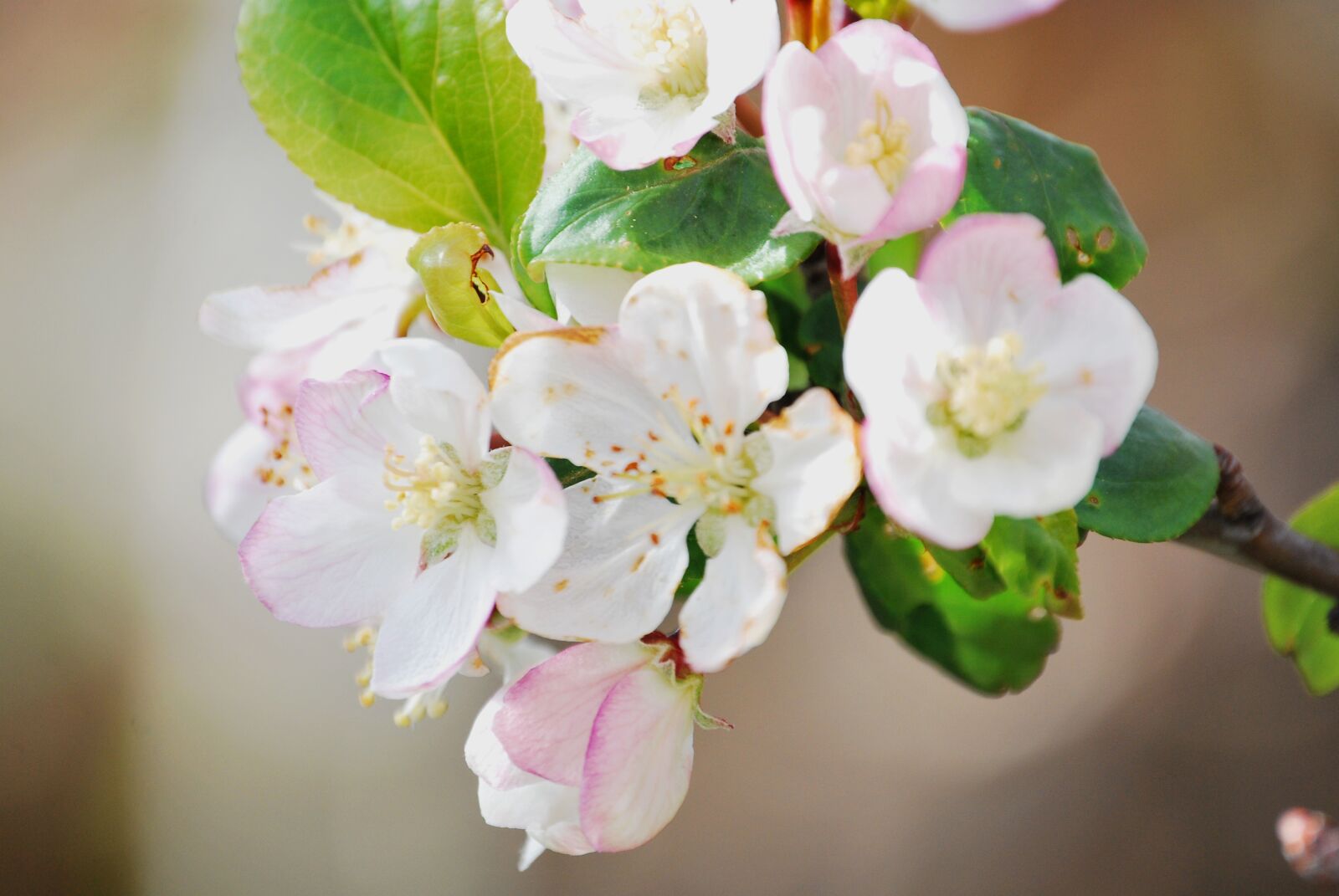 Nikon D60 sample photo. Flowers, plants, spring photography