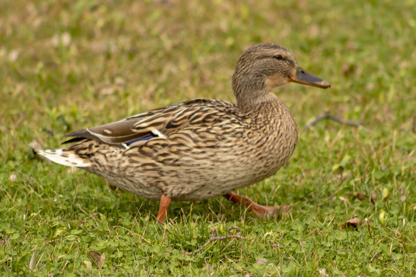 Canon EF75-300mm f/4-5.6 sample photo. Mallard duck, teal, duck photography