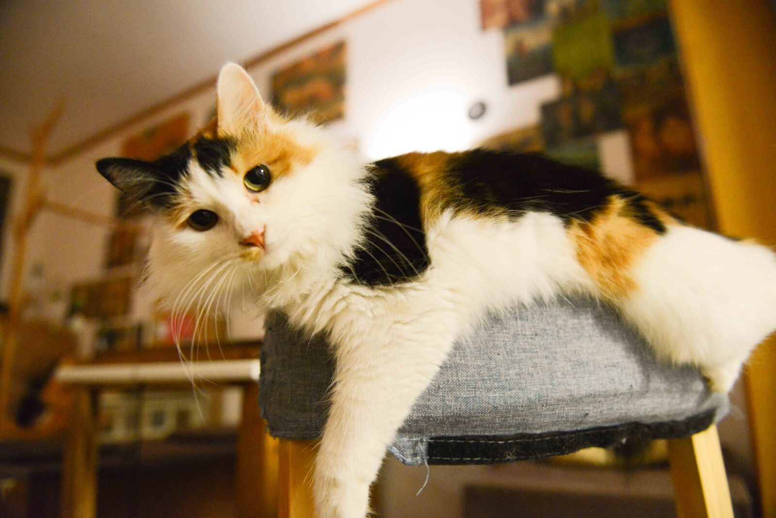 Nikon AF-S Nikkor 24-70mm F2.8G ED sample photo. Cat photography