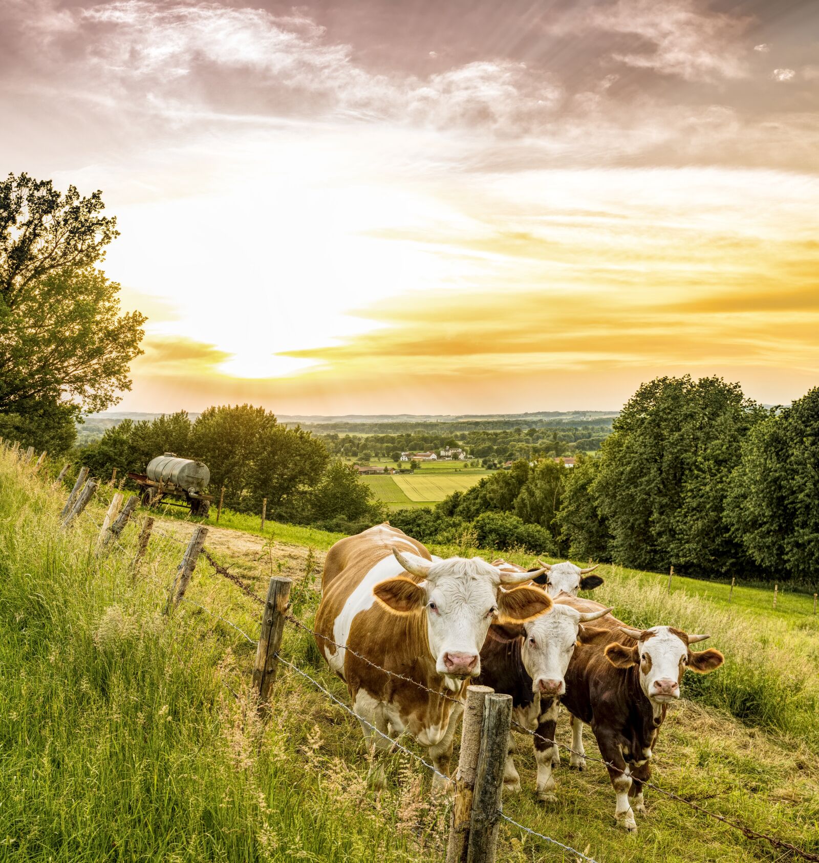Sony a6300 + Sigma 30mm F2.8 EX DN sample photo. Cows, pasture, fence photography