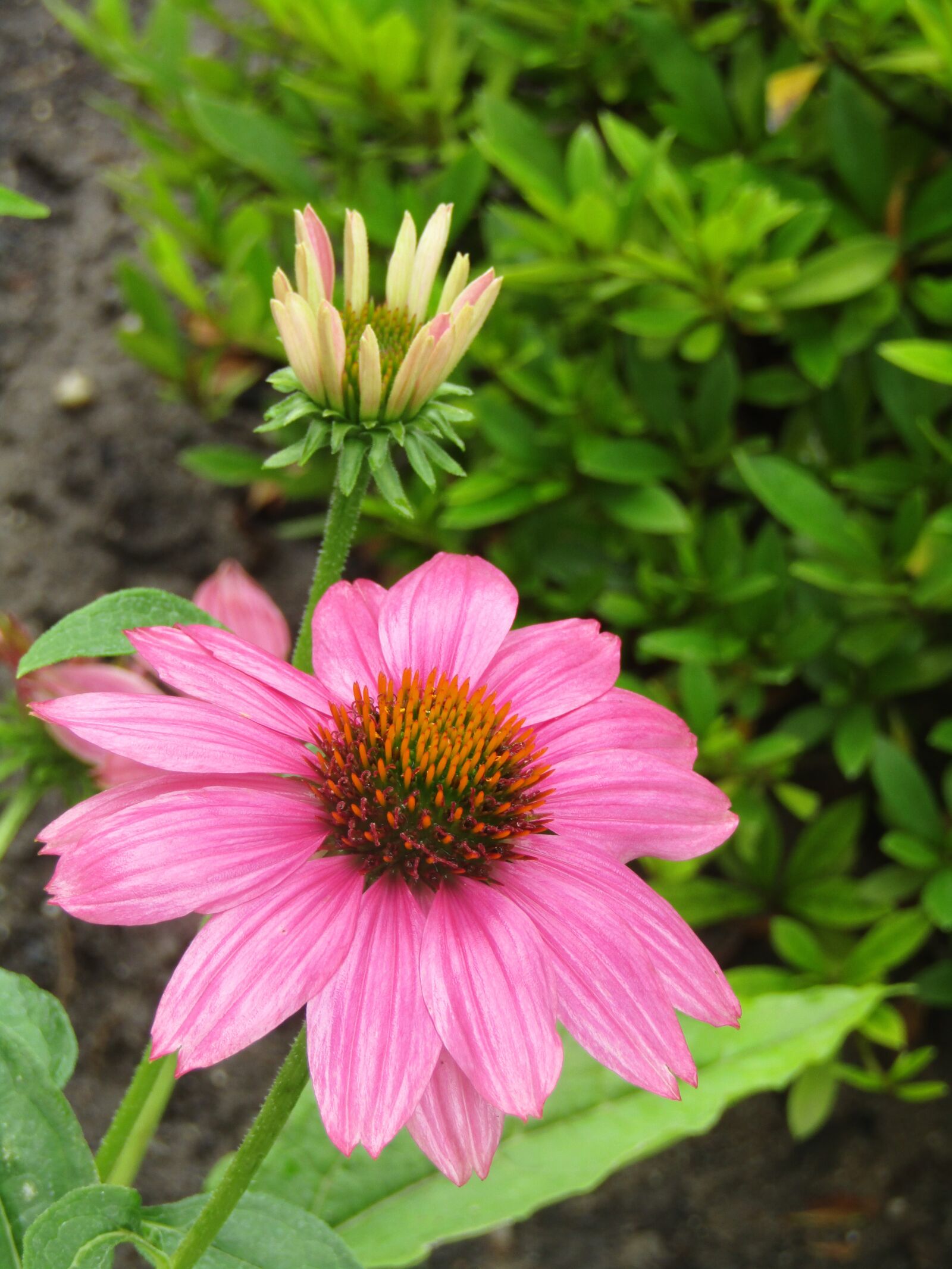 Canon POWERSHOT SX432 IS sample photo. Echinacea, translucent sonnenhut, coneflower photography