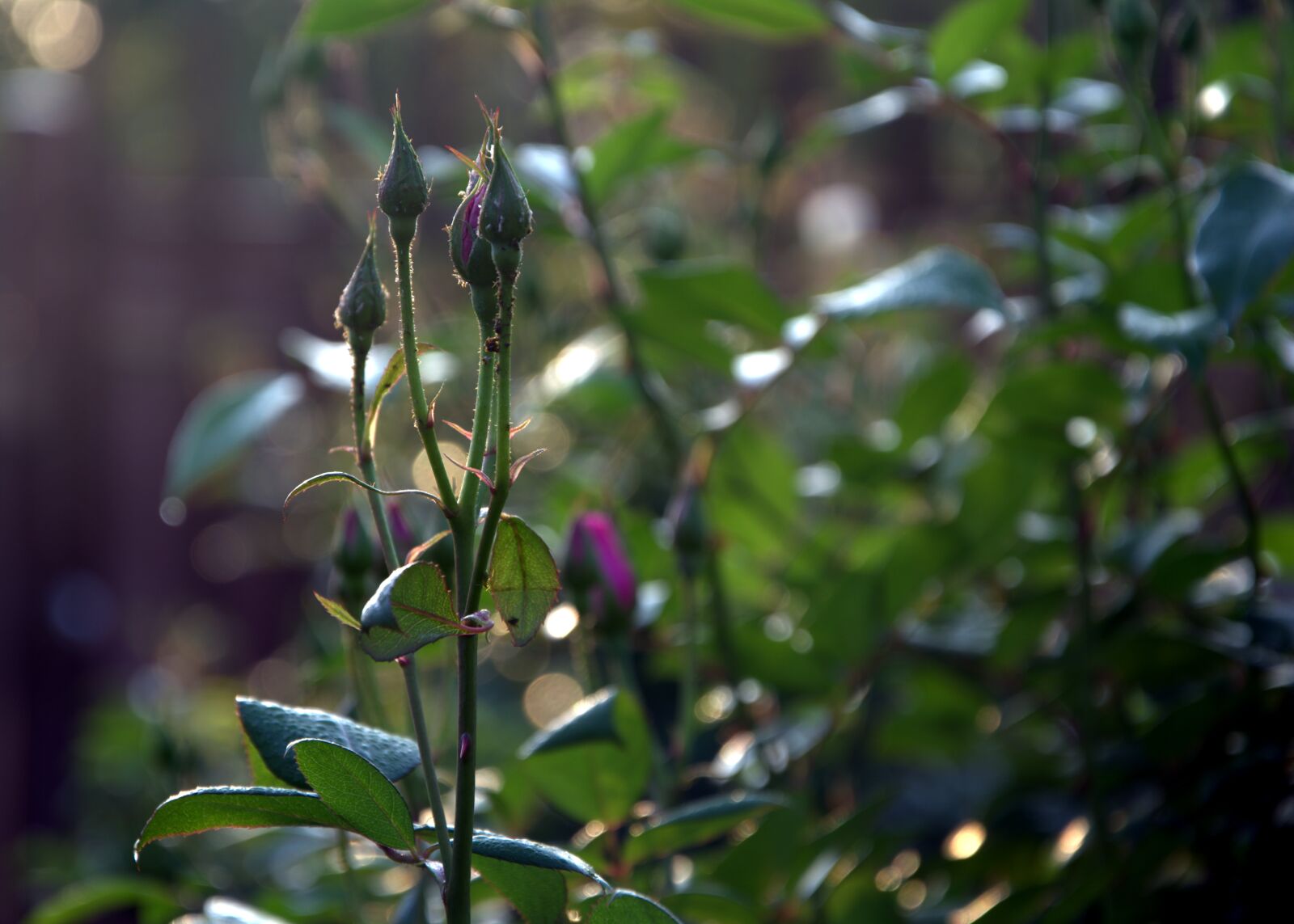 Nikon D5200 sample photo. New buds, roses, spring photography