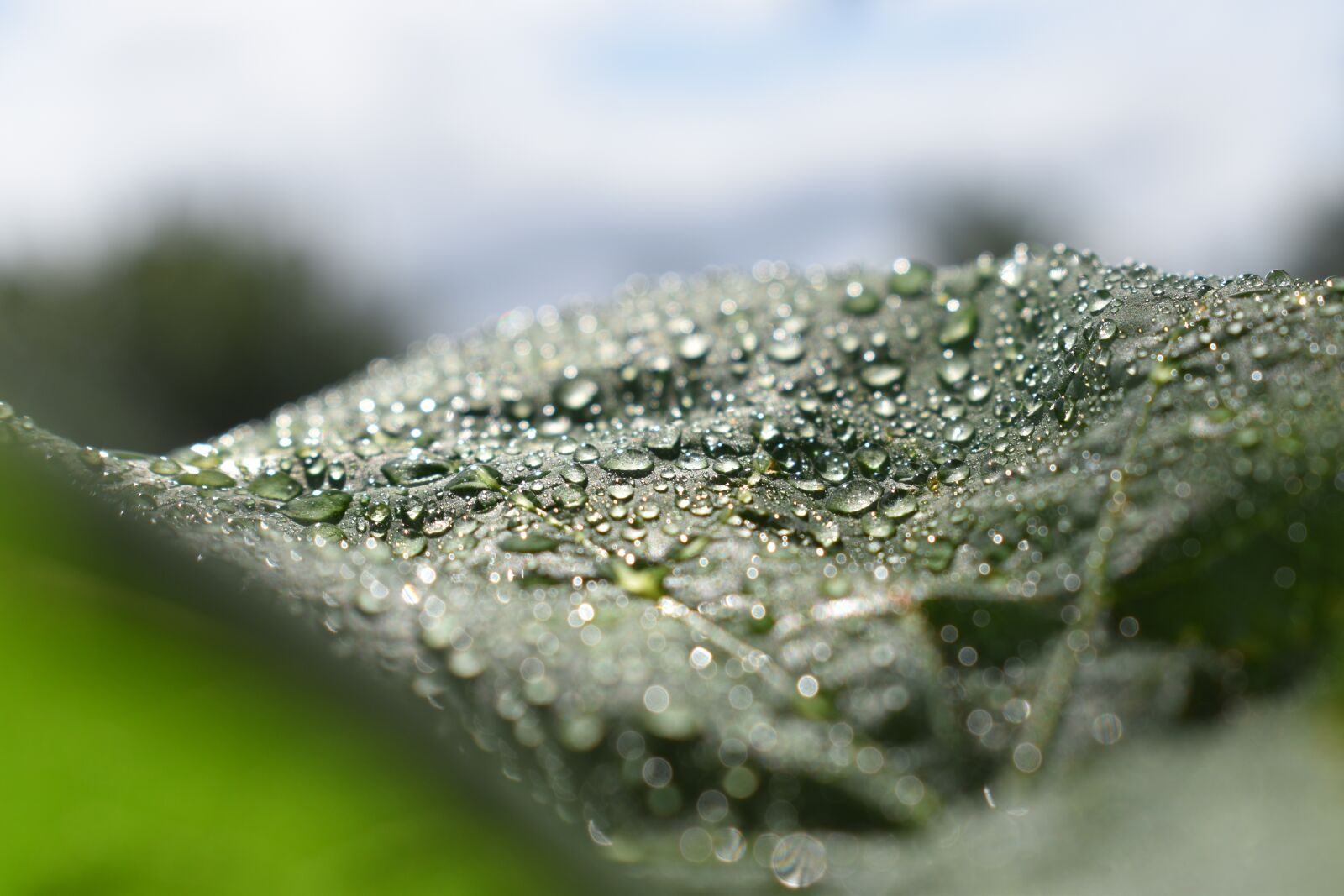 Nikon D3500 sample photo. Water, leaf, green photography