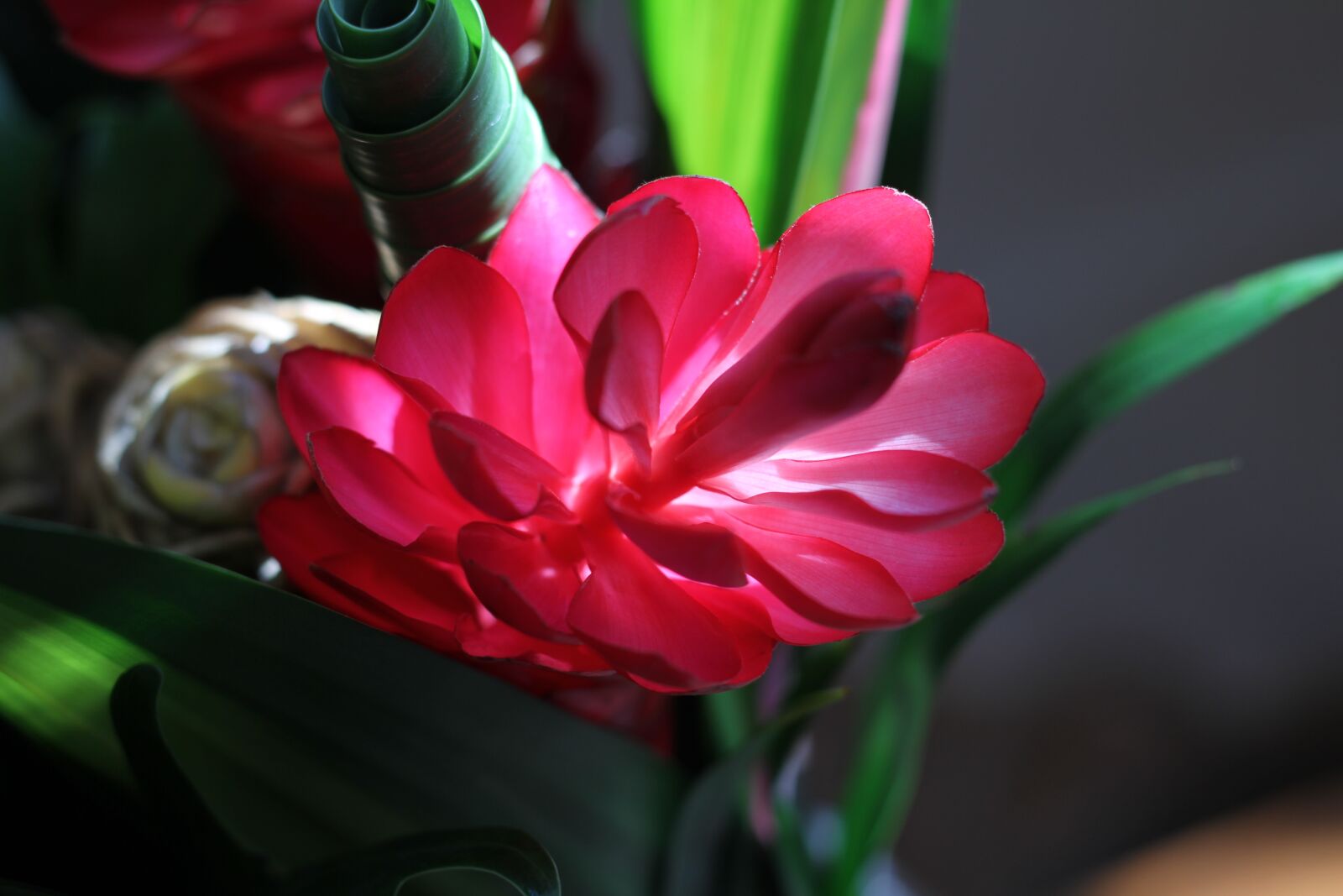 Canon EOS 7D sample photo. Exotic flower, luminous red photography