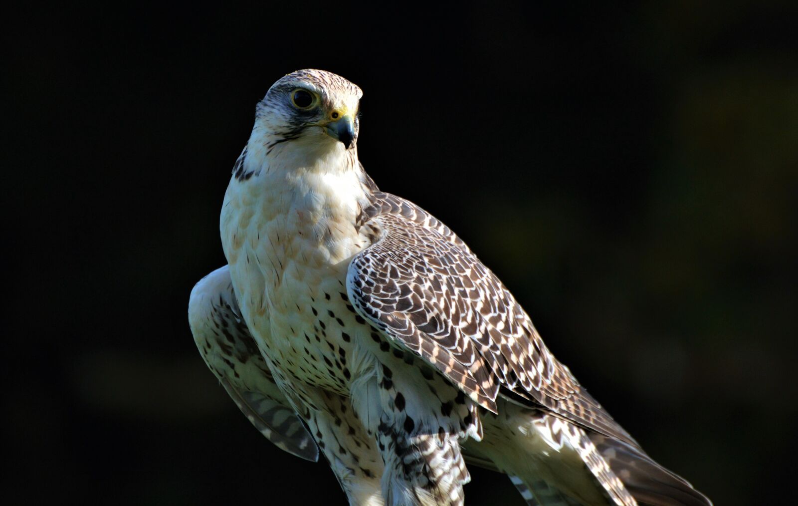 Nikon D3200 sample photo. Bird, tierwfalke, raptor photography