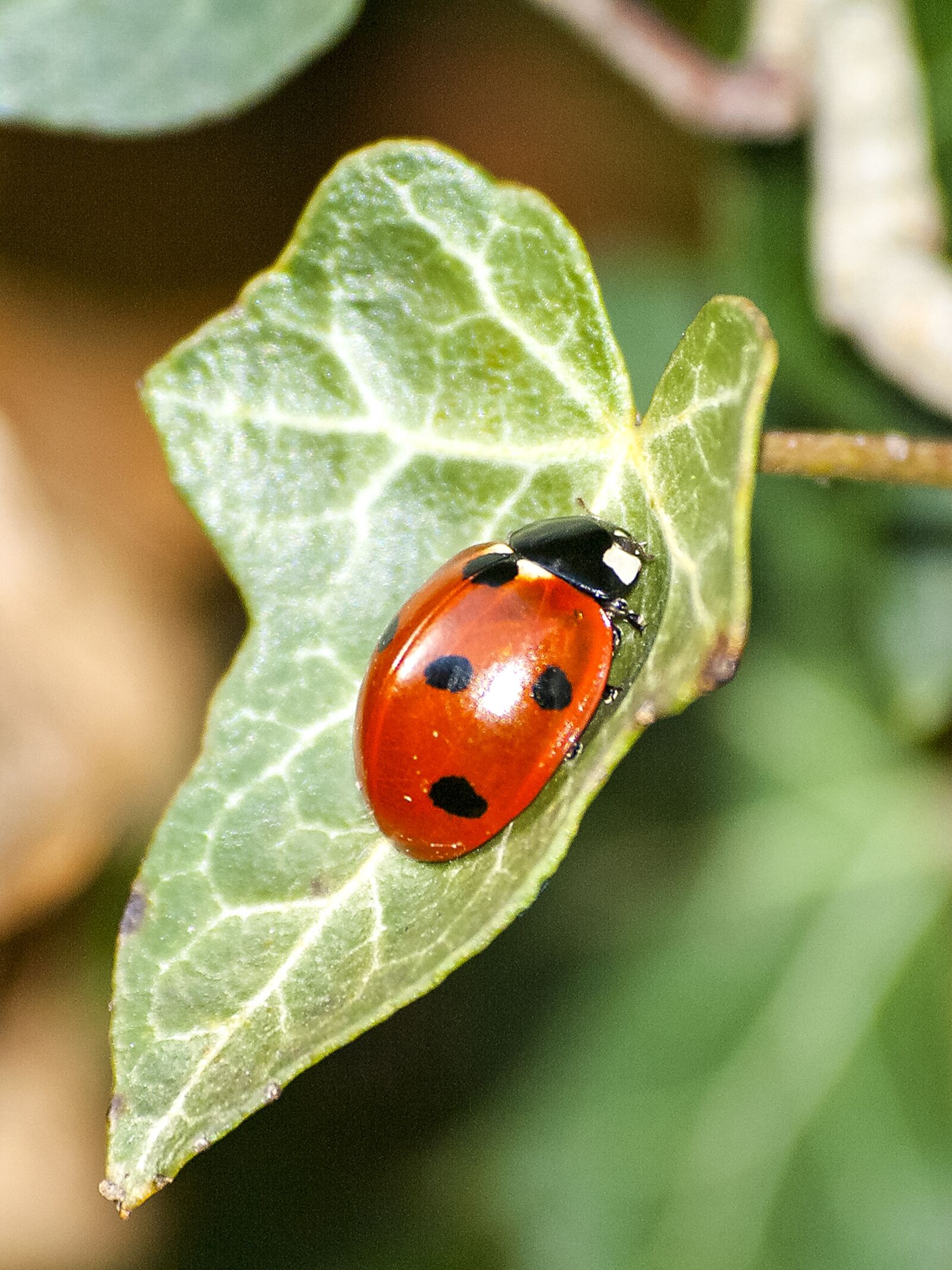 Olympus E-3 sample photo. Ladybug, beetle, insect photography
