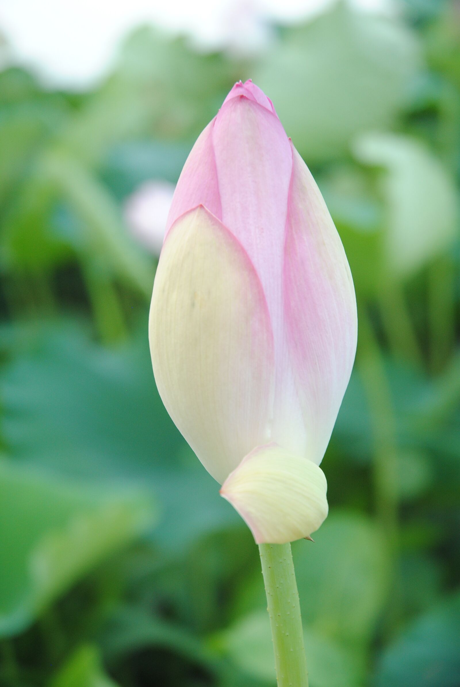 Nikon D3000 sample photo. Cocoon, bud, lotus flower photography