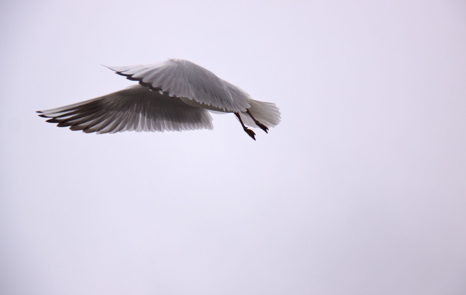 Canon EOS 50D + Canon EF-S 18-200mm F3.5-5.6 IS sample photo. Seagull, wings, bird photography