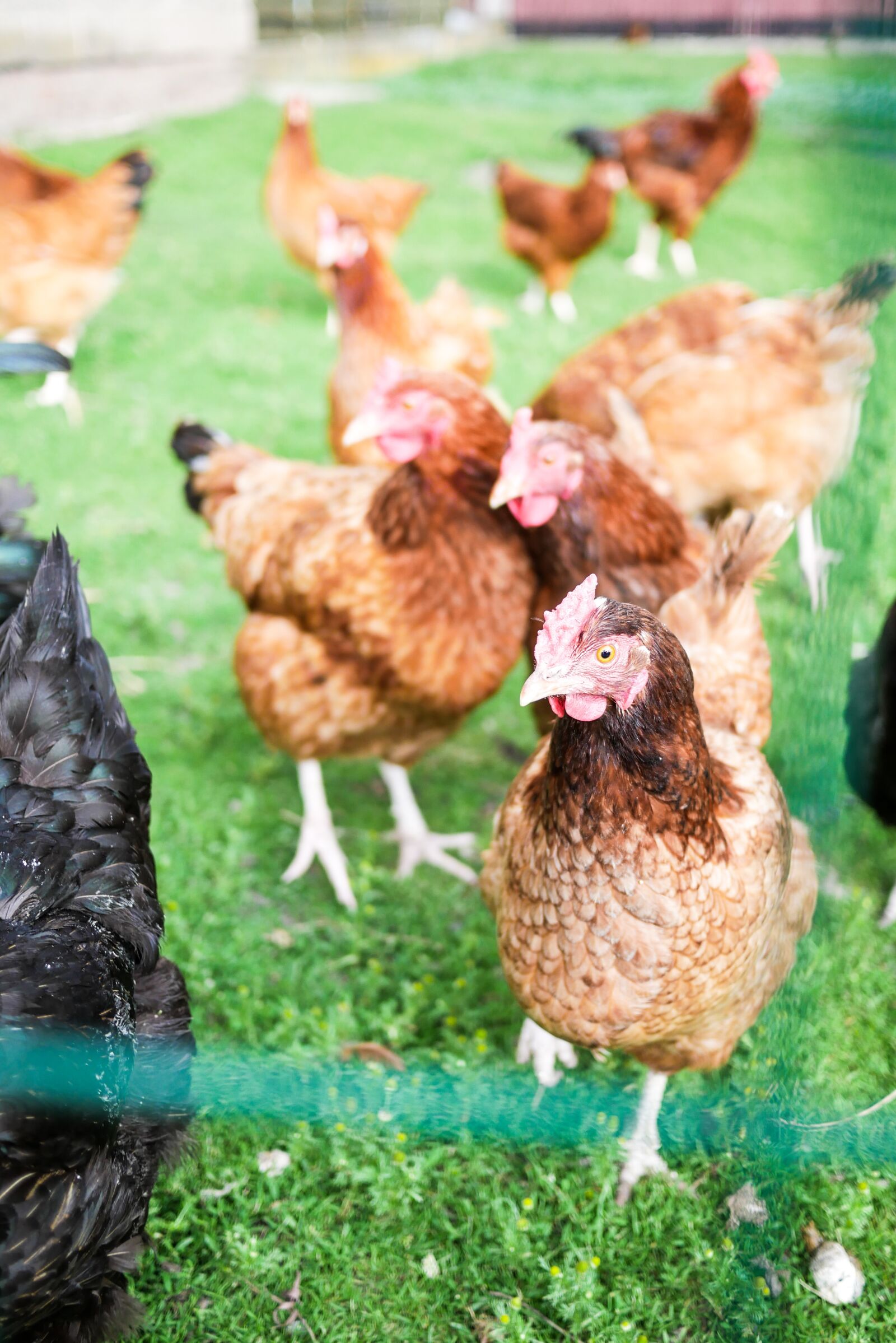 Panasonic Lumix DMC-GX85 (Lumix DMC-GX80 / Lumix DMC-GX7 Mark II) + LUMIX G 20/F1.7 II sample photo. Chickens, grass, village photography