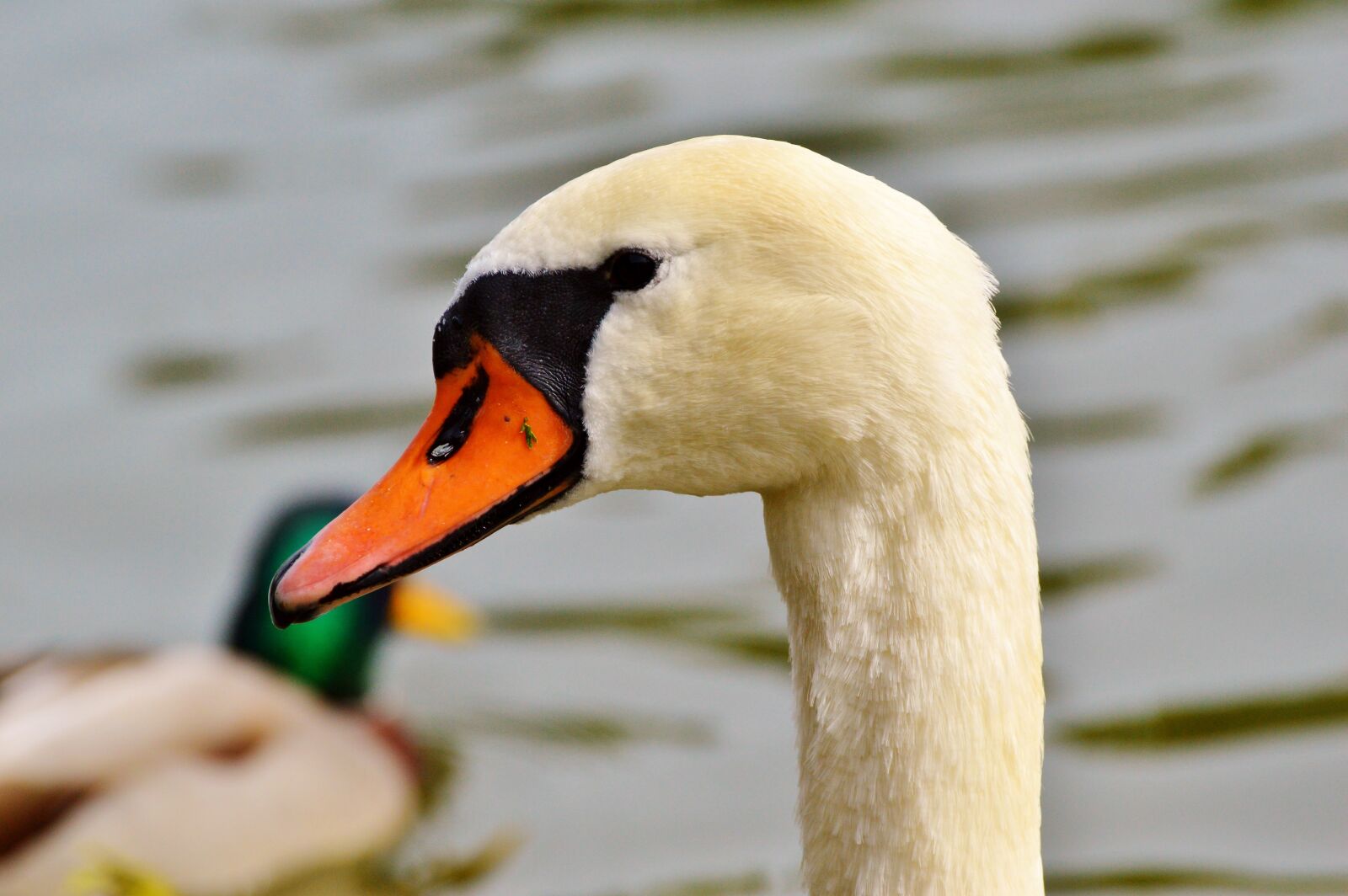 Nikon D3200 sample photo. Swan, swan head, water photography