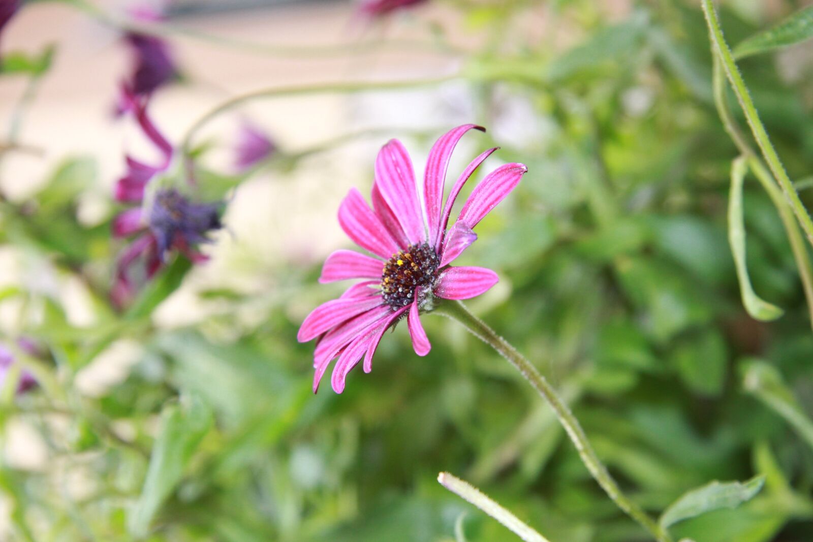 Canon EOS 50D sample photo. Flower, purple flower, plant photography