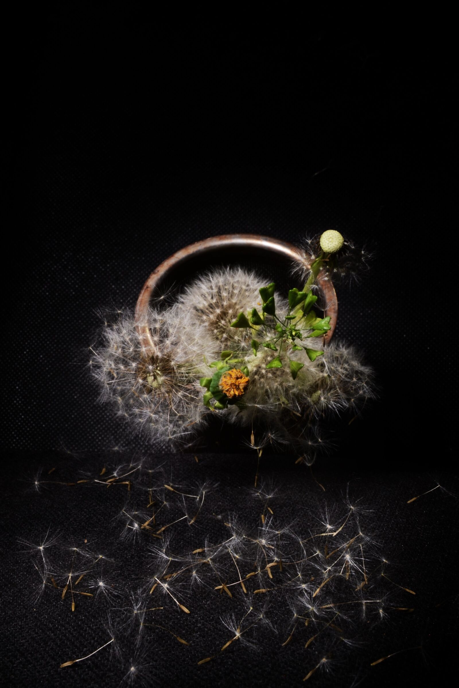 Nikon D7000 sample photo. Dandelion, still life, composition photography