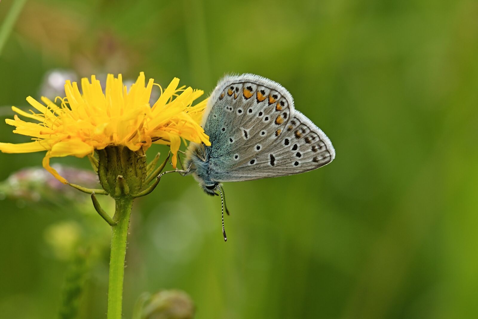 Nikon D5200 sample photo. Butterfly, common blue, blue photography