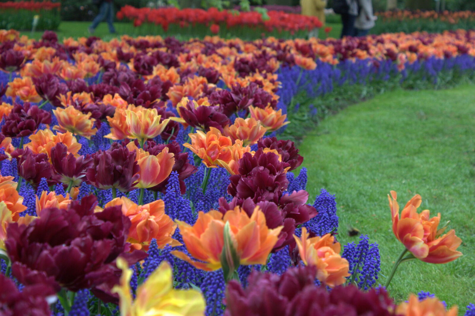Canon EOS 450D (EOS Rebel XSi / EOS Kiss X2) sample photo. City, park, colors, flowers photography