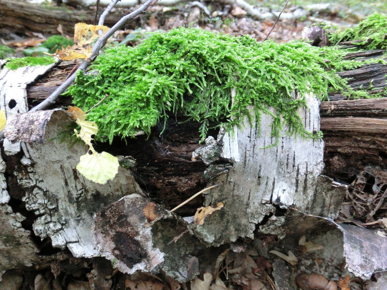 CASIO EX-ZR10 sample photo. Birch bark, moss, autumn photography