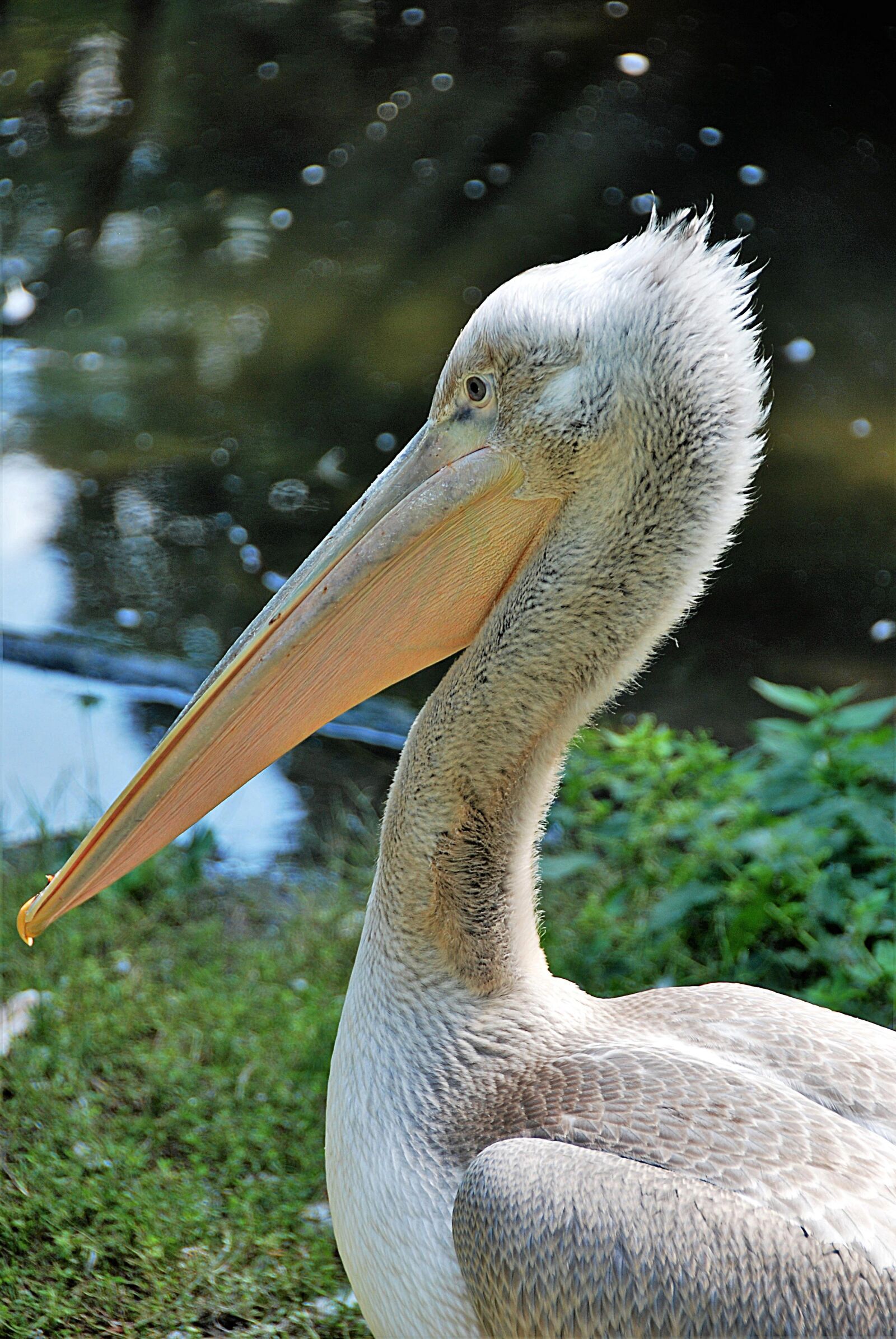 Nikon D80 sample photo. Pelikan, zoo, bill photography