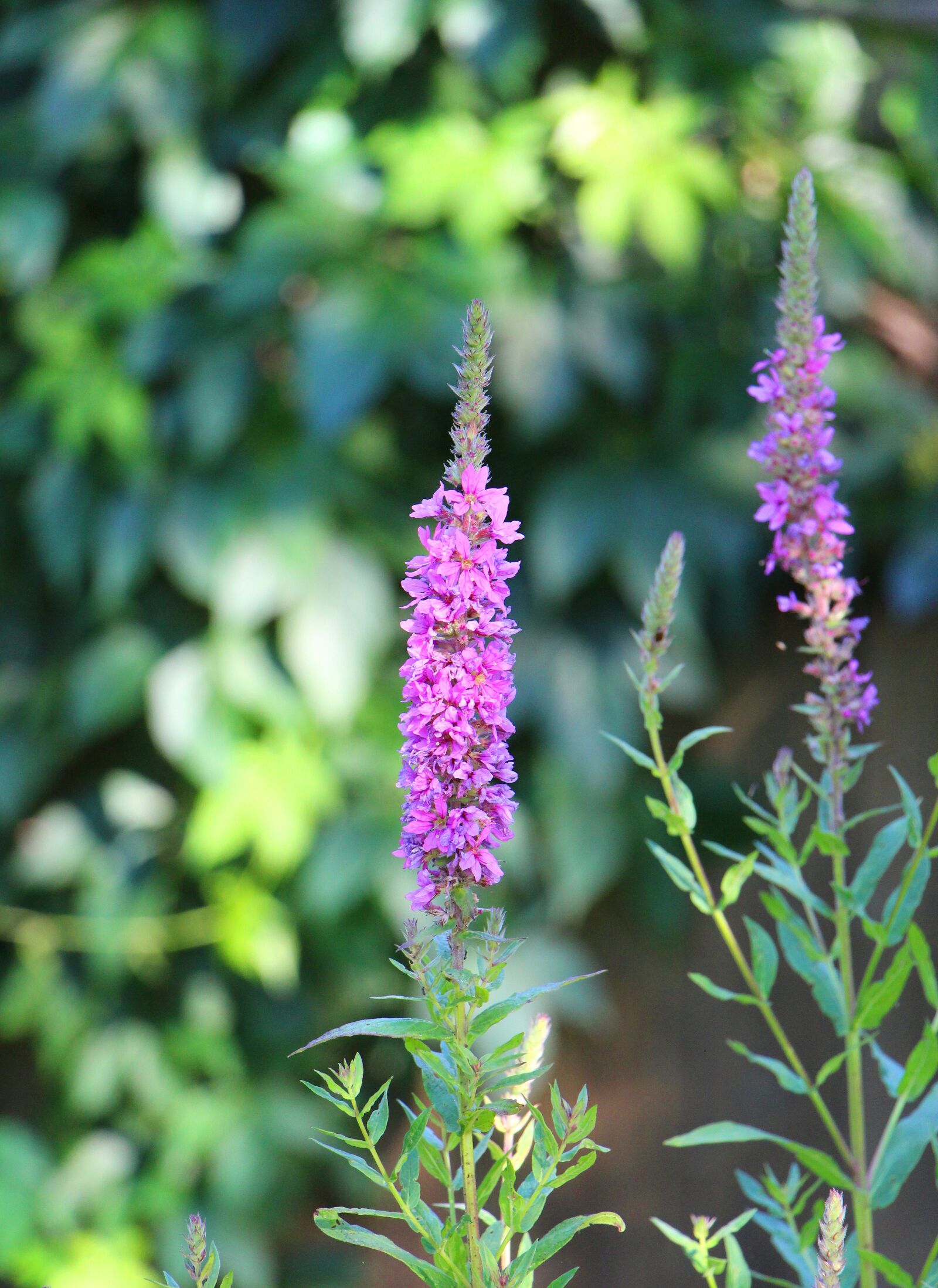 Canon EOS 650D (EOS Rebel T4i / EOS Kiss X6i) sample photo. Flower, shrub, bloom photography