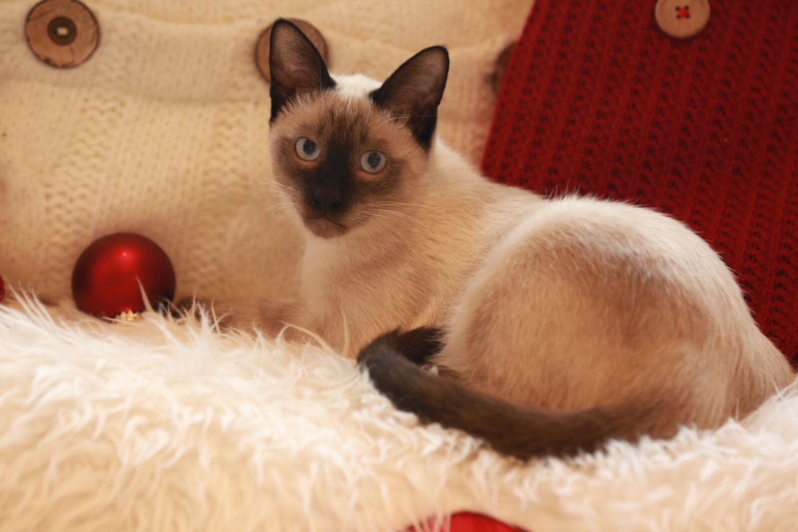 Canon EOS 5D Mark III sample photo. Cat, siam, animal photography