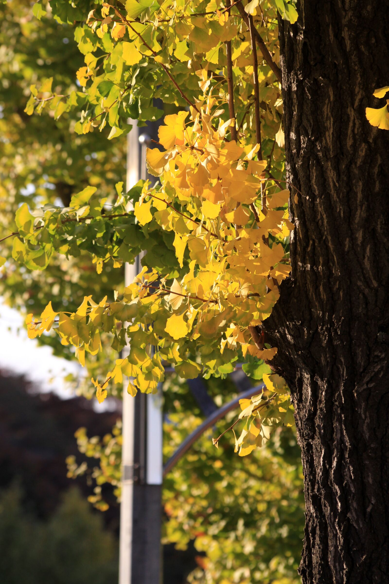 Canon EOS 50D sample photo. Ginkgo, autumn leaves, avenue photography
