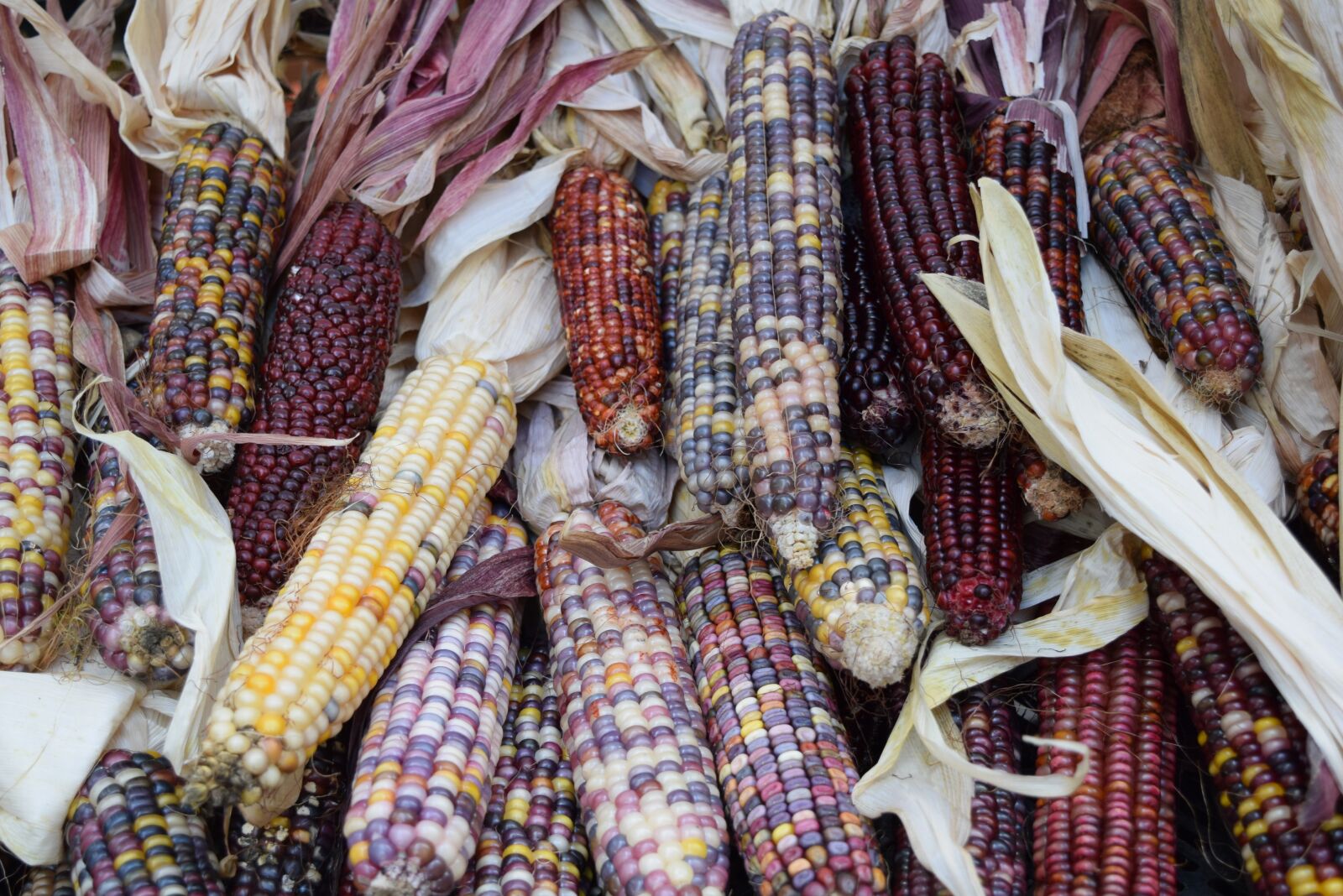 Nikon D3300 sample photo. Vegetables, veggies, corn photography