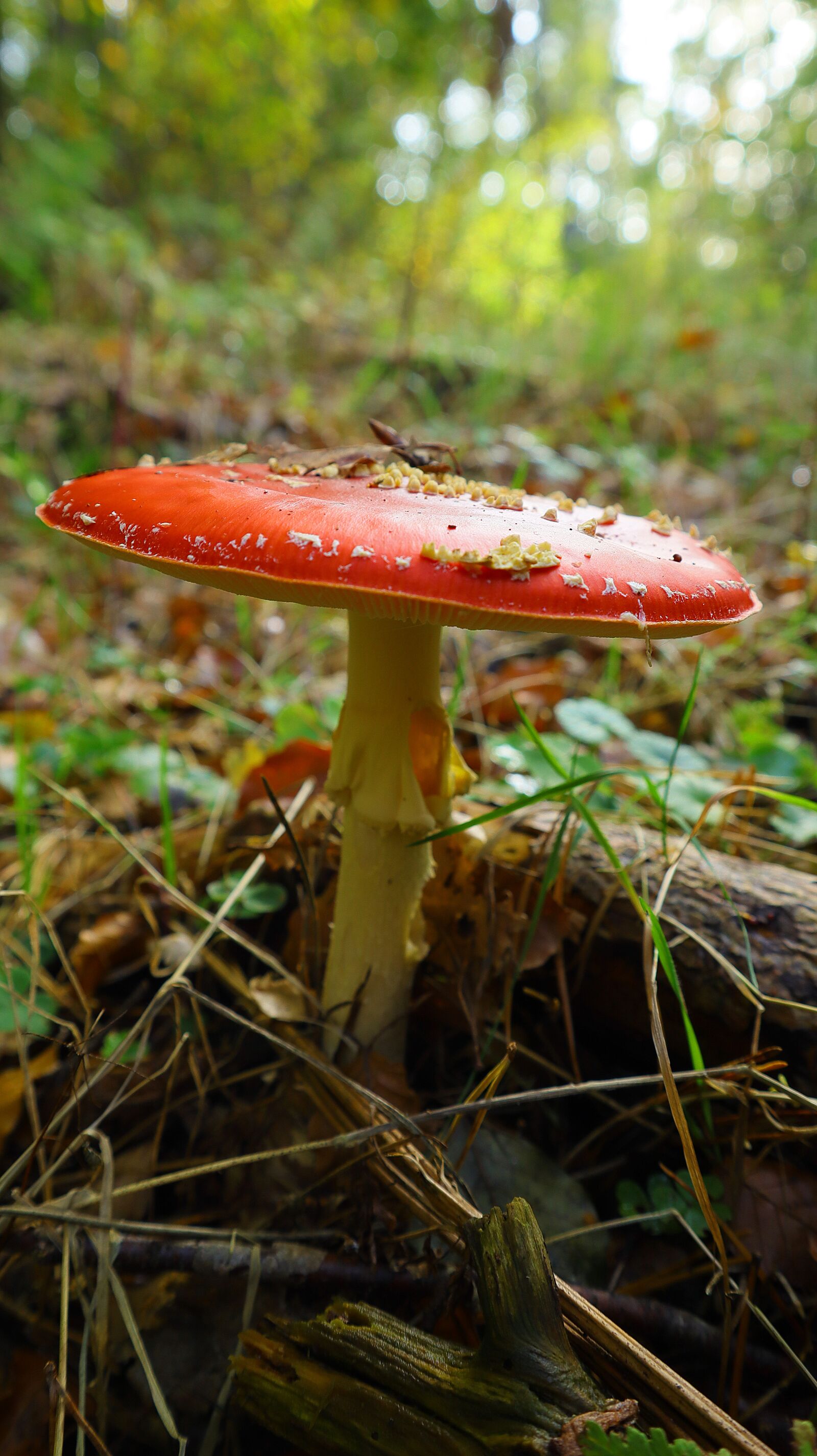 Canon EF-M 15-45mm F3.5-6.3 IS STM sample photo. Mushroom, close up, forest photography