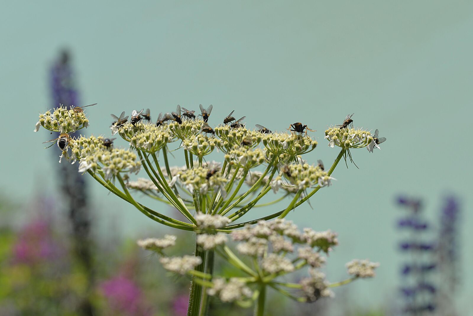 Nikon D610 sample photo. Flying, ganguly, insect collection photography
