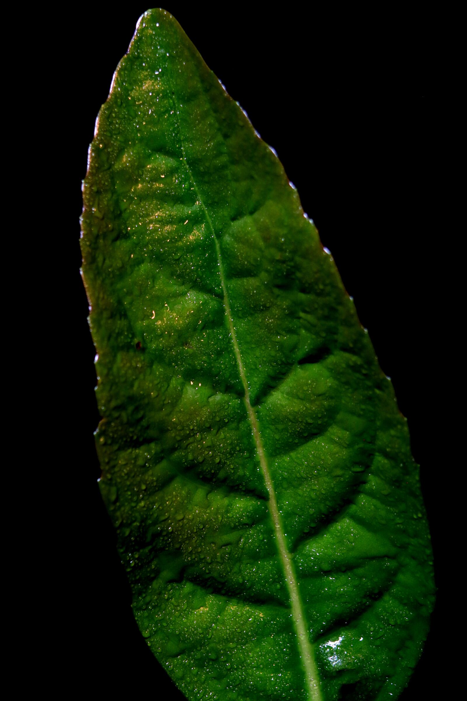 Canon EOS 760D (EOS Rebel T6s / EOS 8000D) sample photo. Plant, background, leaf photography