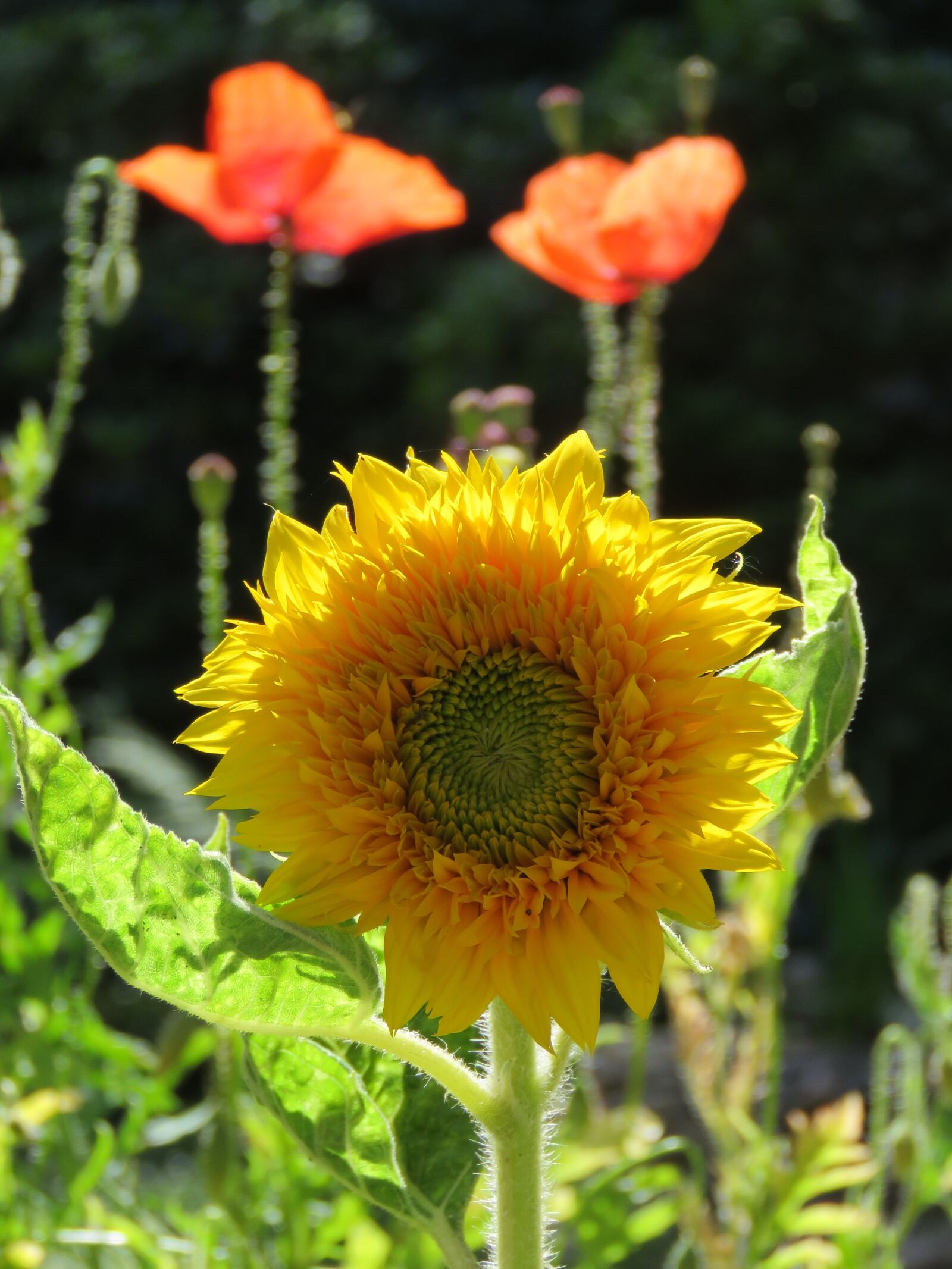 Canon PowerShot SX60 HS sample photo. Sunflower, poppy, flowers photography