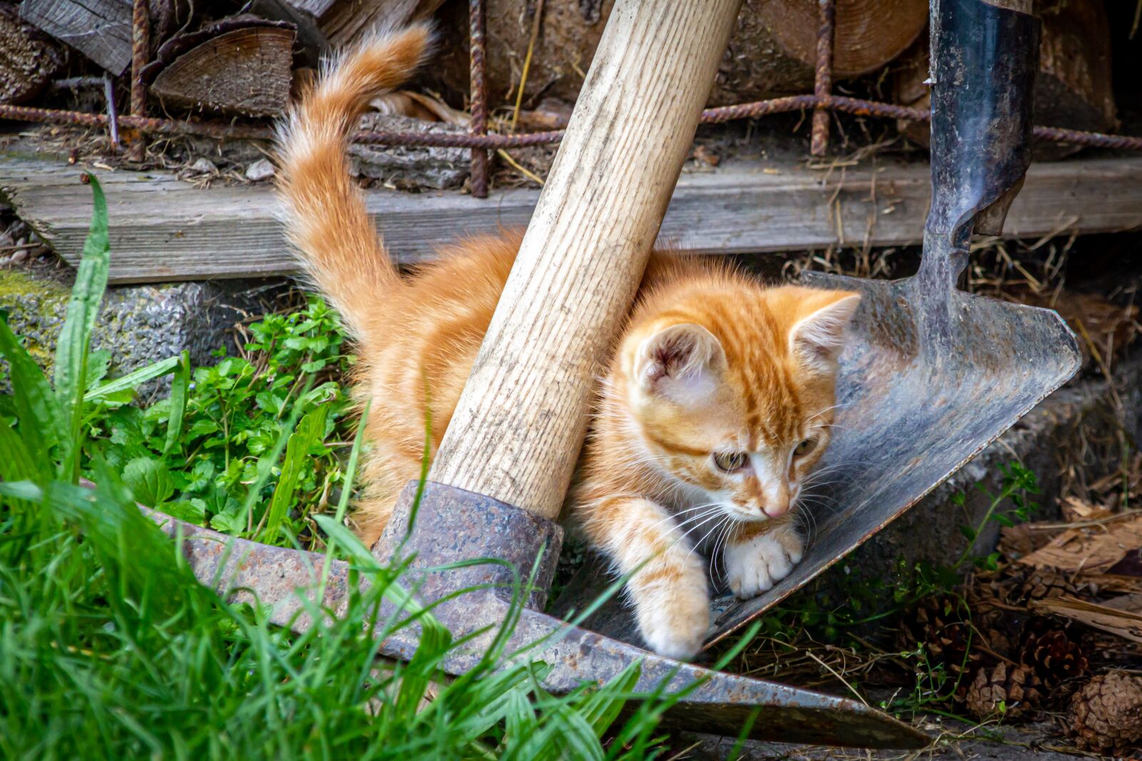 Canon EOS 550D (EOS Rebel T2i / EOS Kiss X4) sample photo. Cat, young, play photography