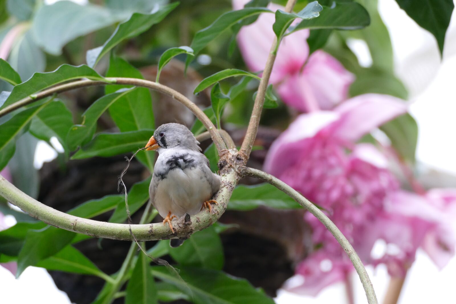 Panasonic Lumix DMC-FZ1000 sample photo. Love, birds, building photography