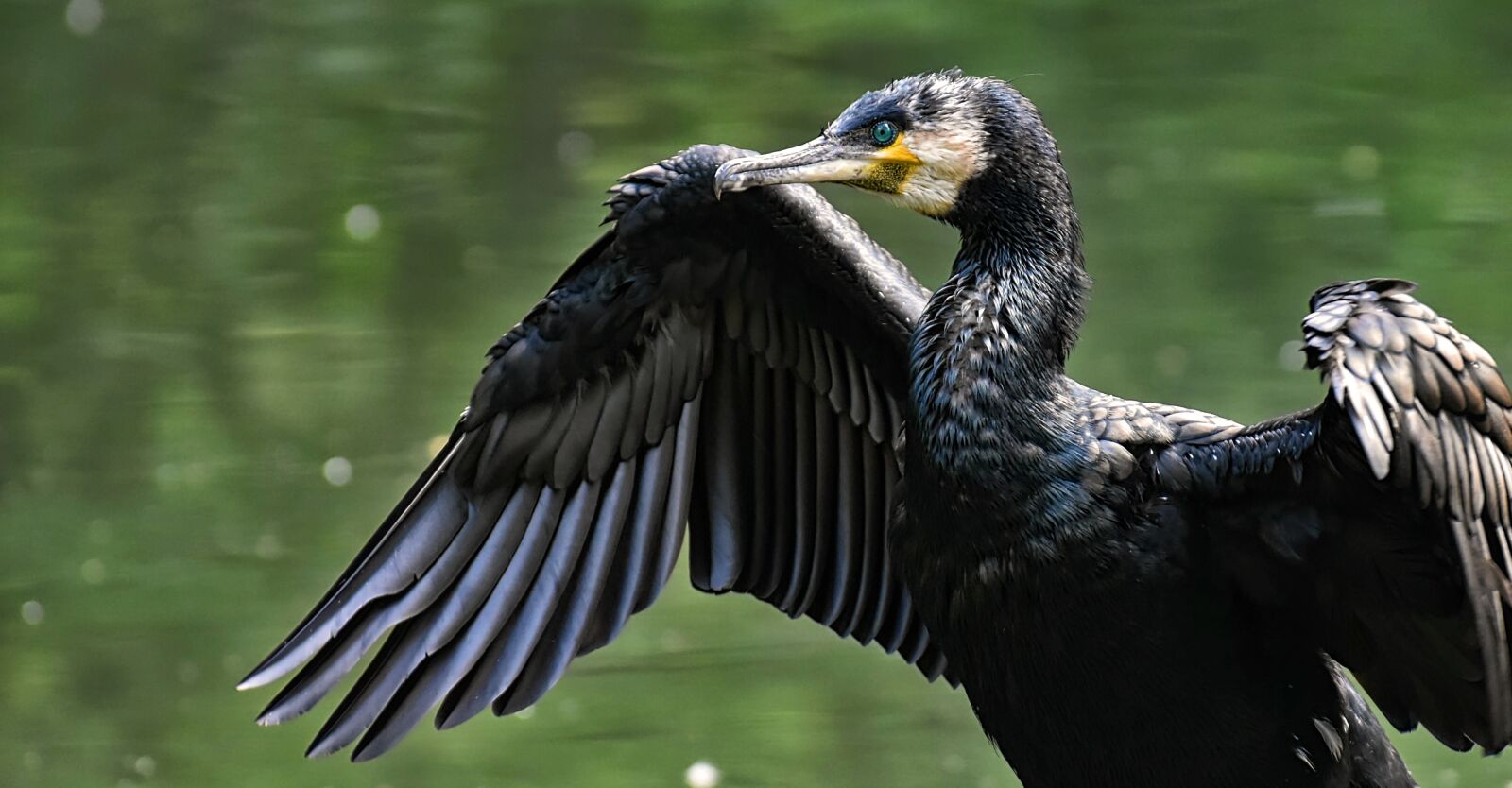 Nikon D7200 sample photo. Cormorant, phalacrocorax carbo, black photography