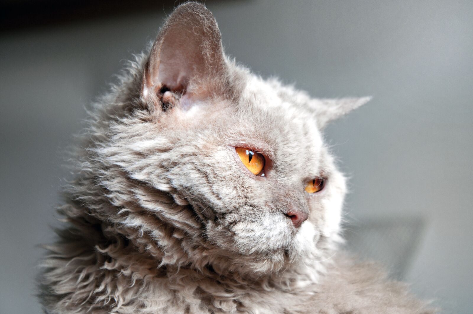 Nikon D90 sample photo. Cat, selkirk rex, view photography