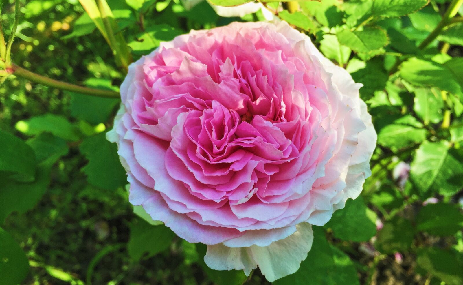 Apple iPhone 6 sample photo. Summer, rose, flowers photography