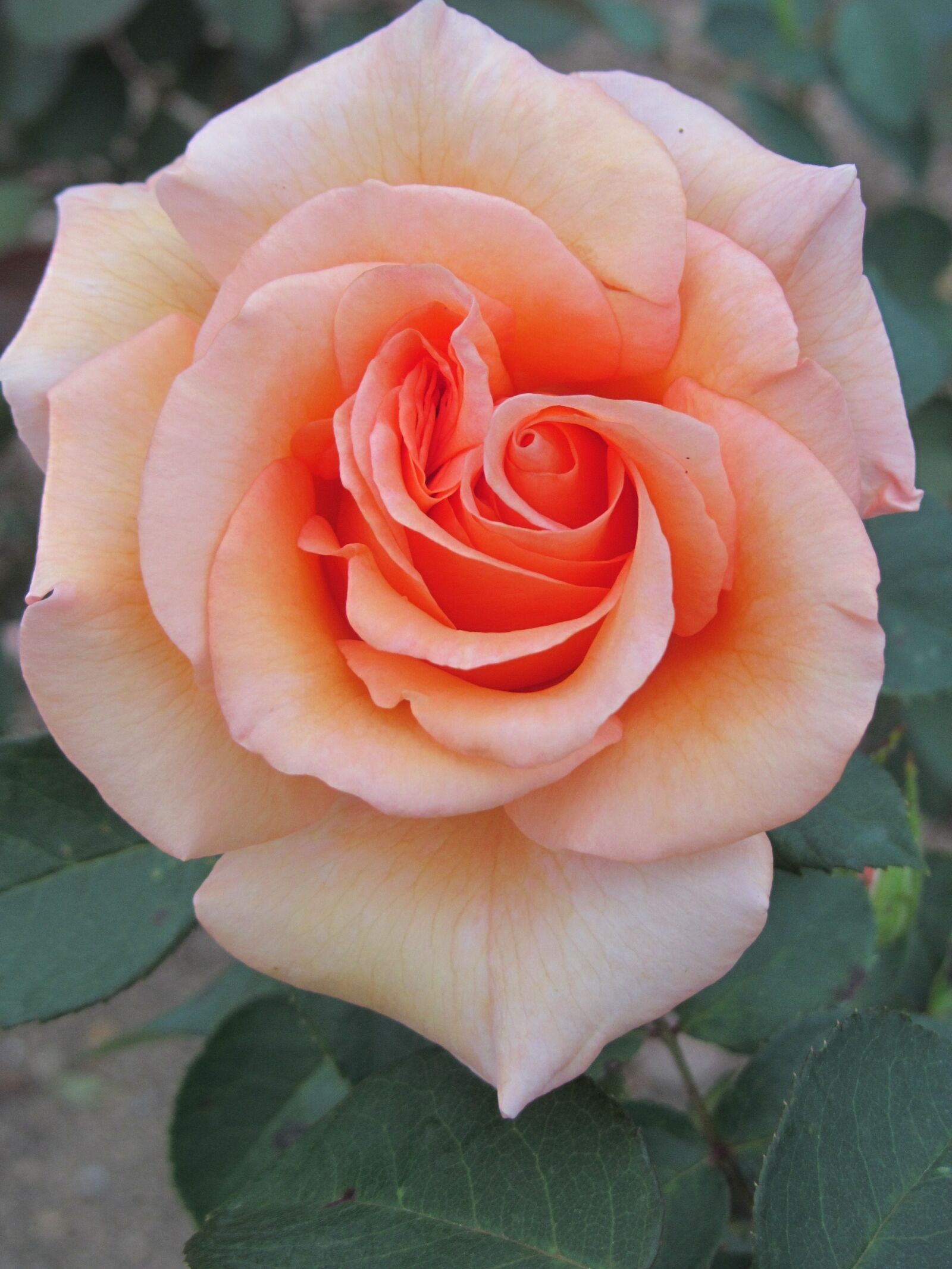 Canon PowerShot SX220 HS sample photo. Rose, rosaceae, salmon photography